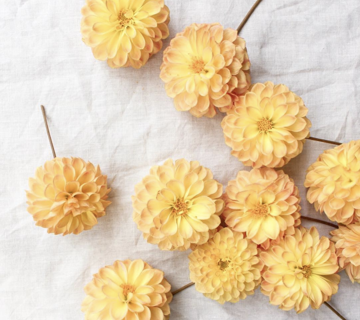 yellow dahlias