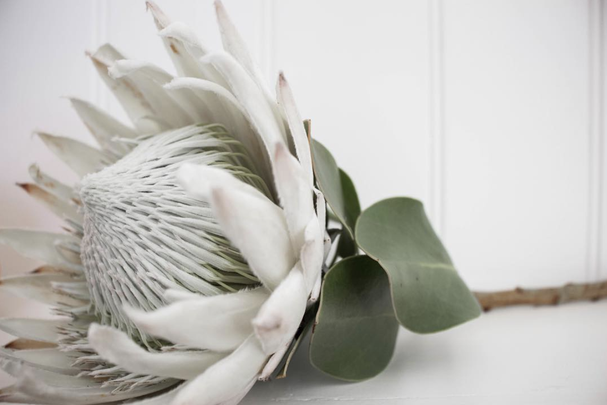 white king protea