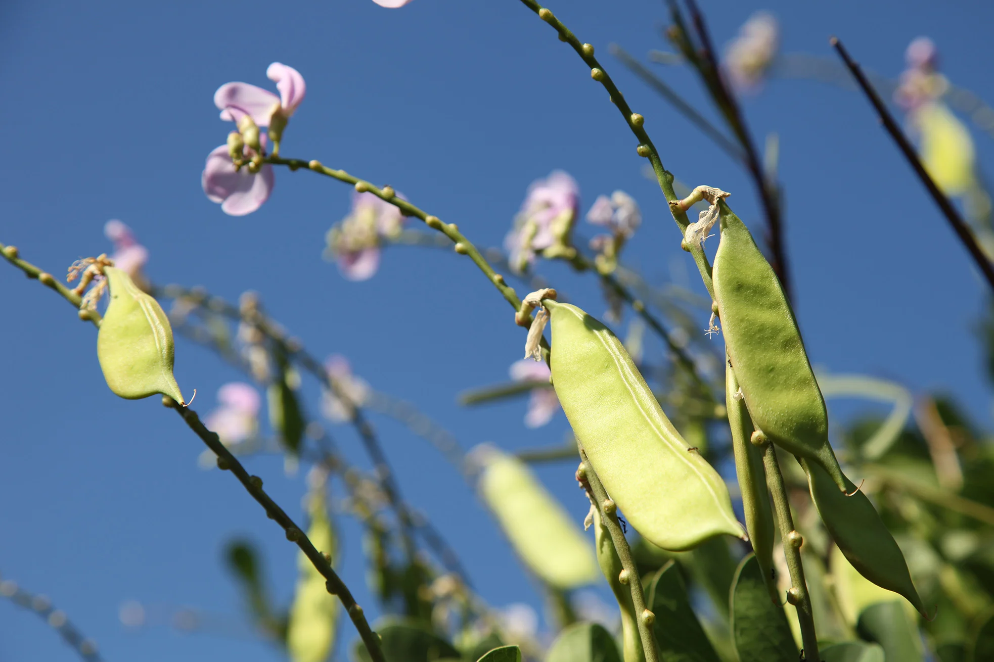 © JP Beach Beans (Canavalea Rosea) - toxic until cooked.