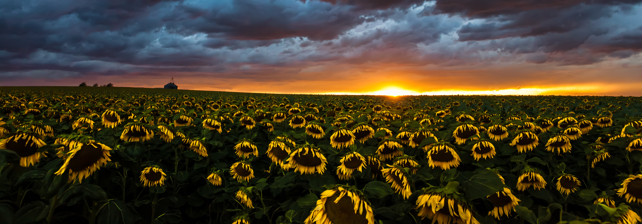 20140726 Sunflower Field-21untitled.jpg