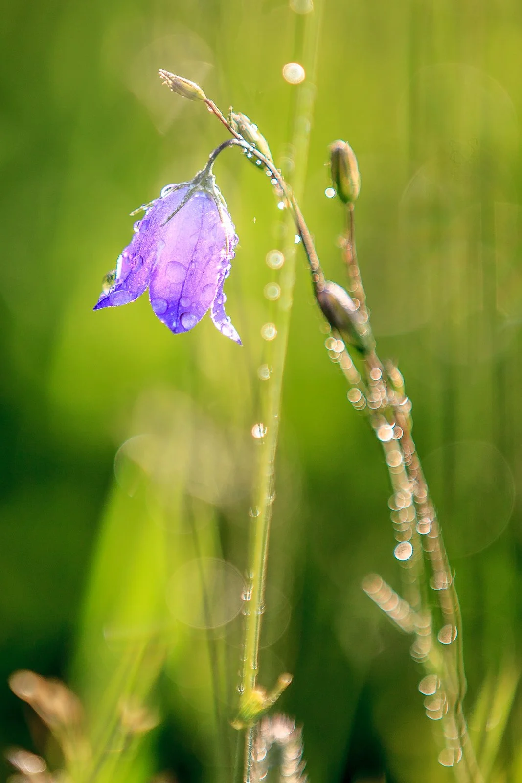 070713am Lewis and Clark National Park-112 squarespace.jpg