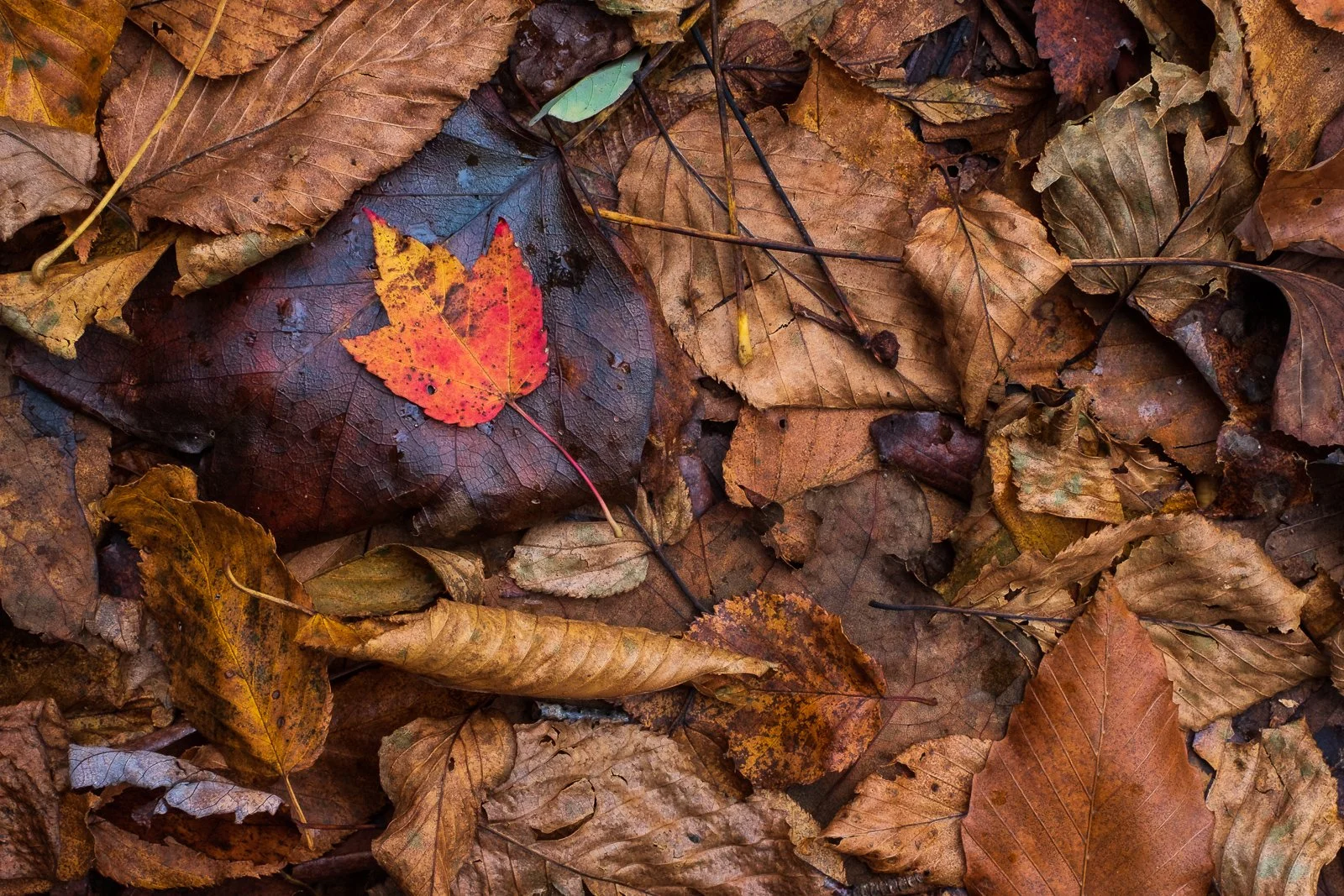 20181108 Smokies-0347 squarespace.jpg