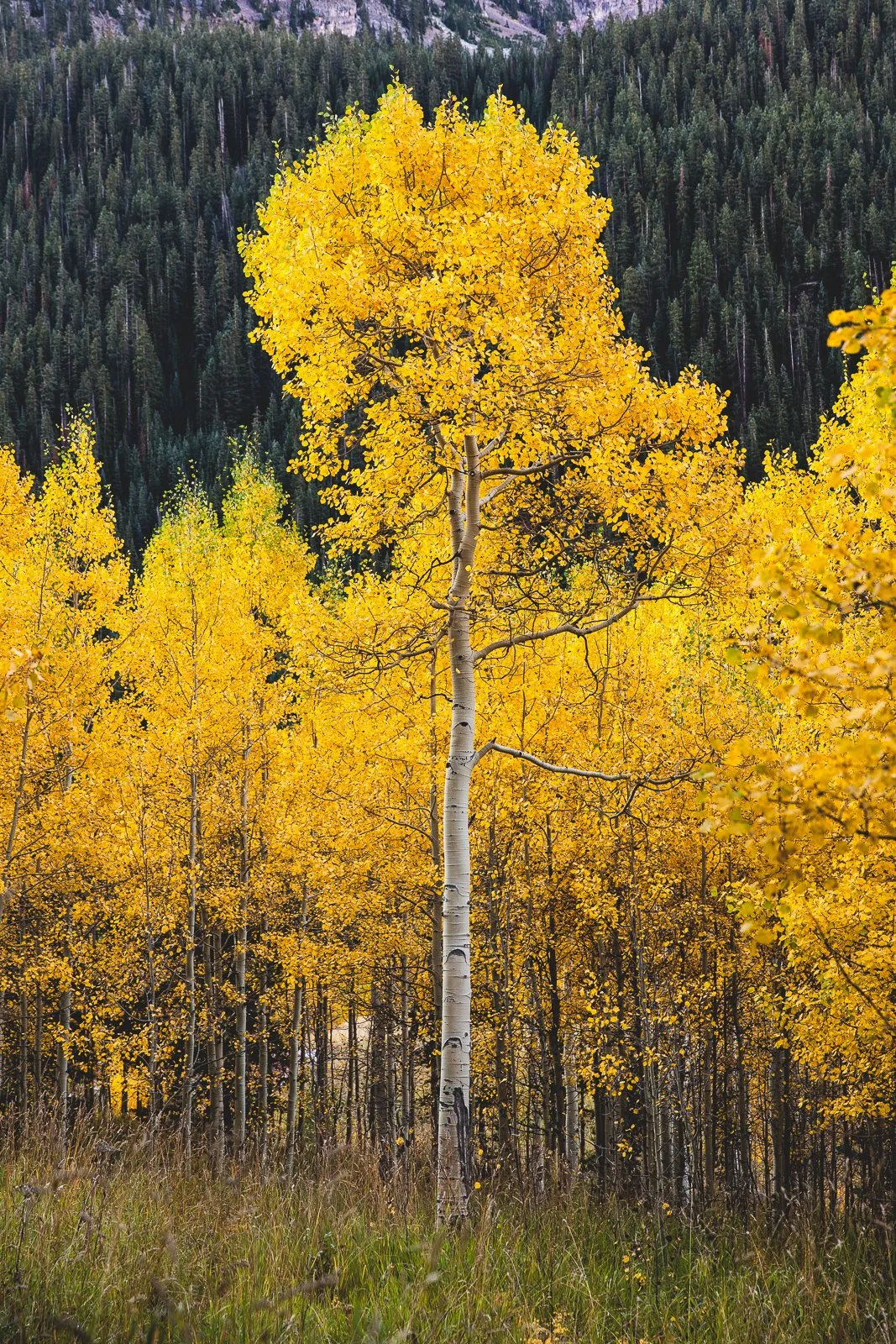 _MG_1857-Edit squarespace.jpg