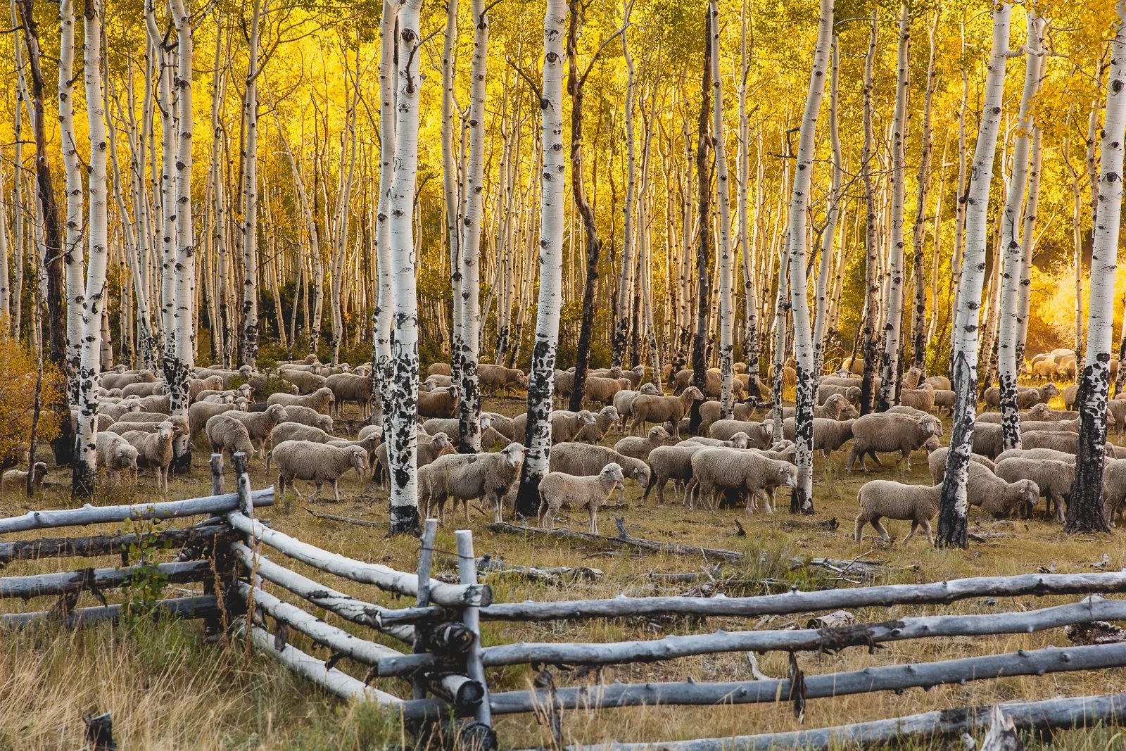 _MG_3168 squarespace.jpg