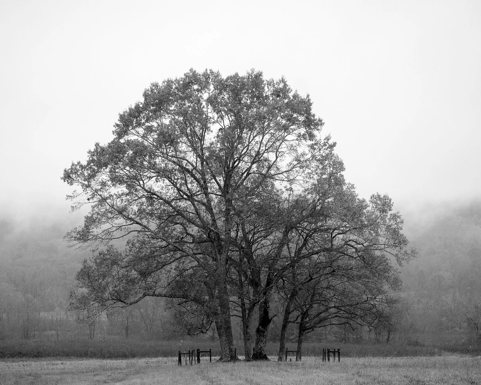 20181109 Smokies-0427-Edit squarespace.jpg