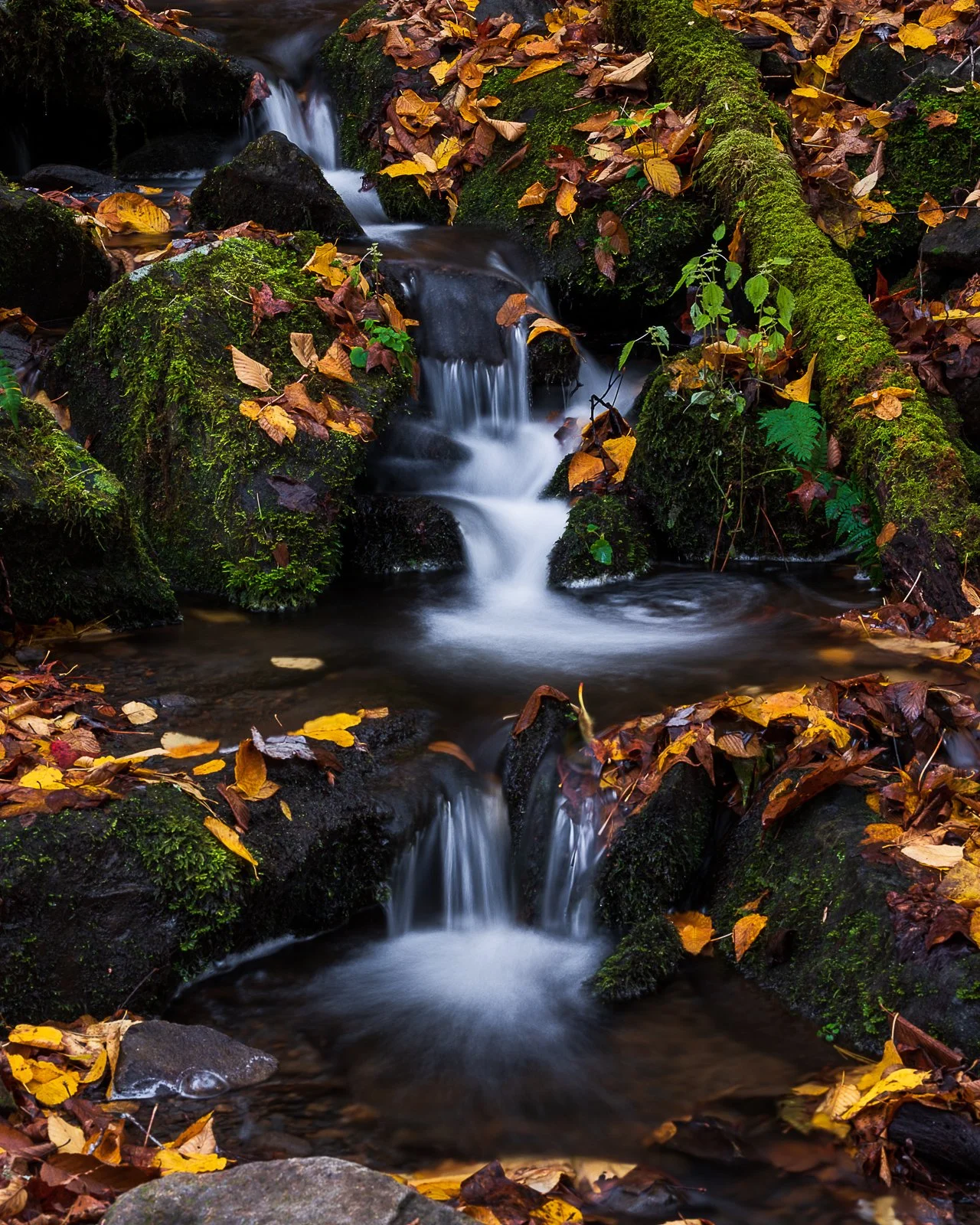 20181107 Smokies-0172-Edit squarespace.jpg