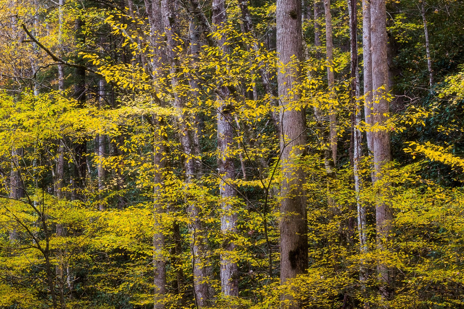 untitled-6936 squarespace.jpg