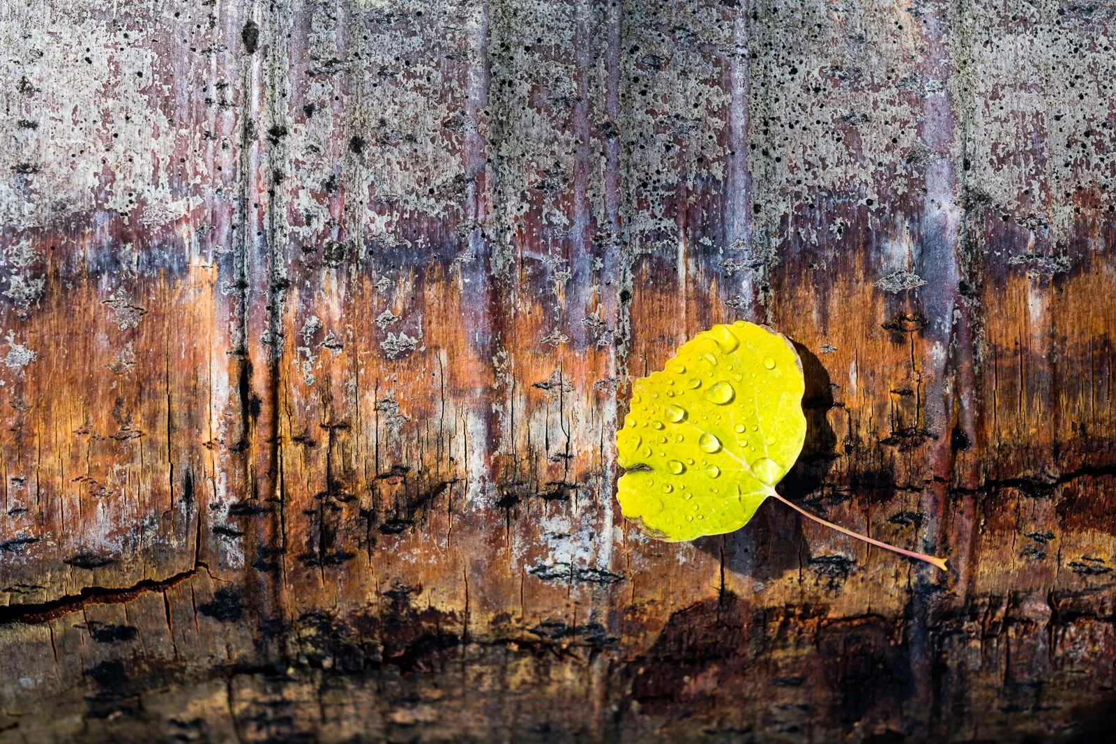 20170929 Fall Colors-5370 squarespace.jpg