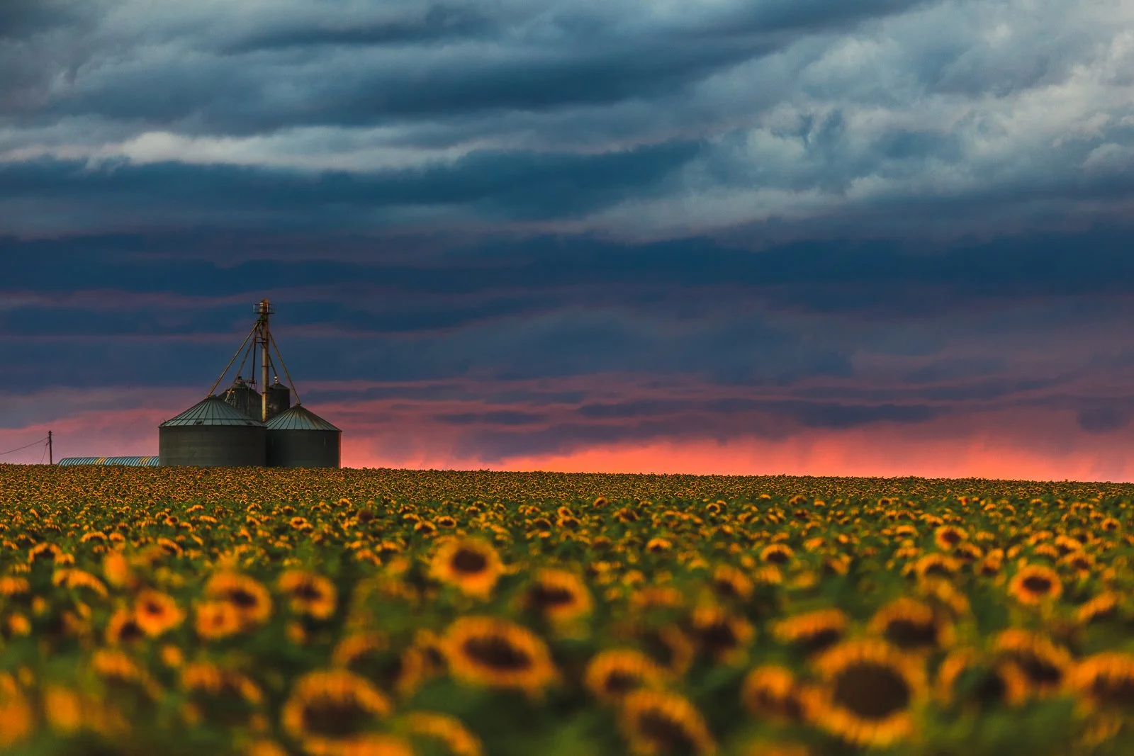 20140726 Sunflower Field-25 squarespace.jpg