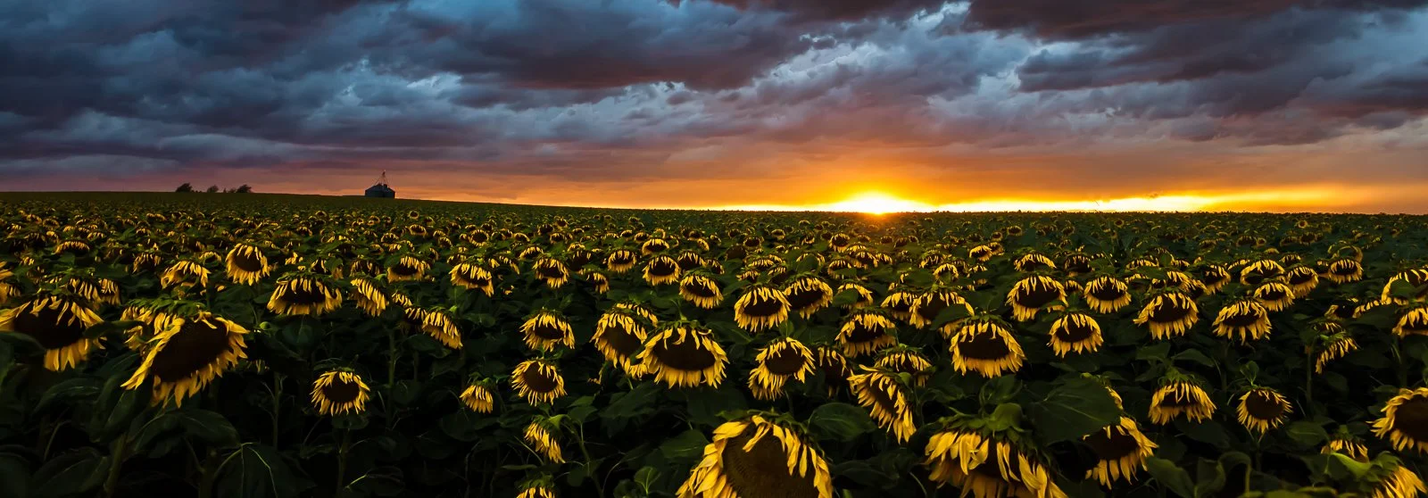 20140726 Sunflower Field-21 squarespace.jpg