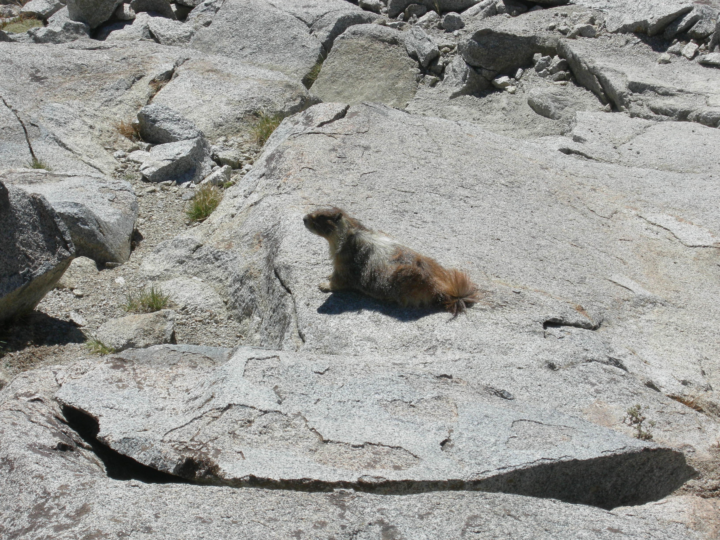 sierra-nevada-marmot