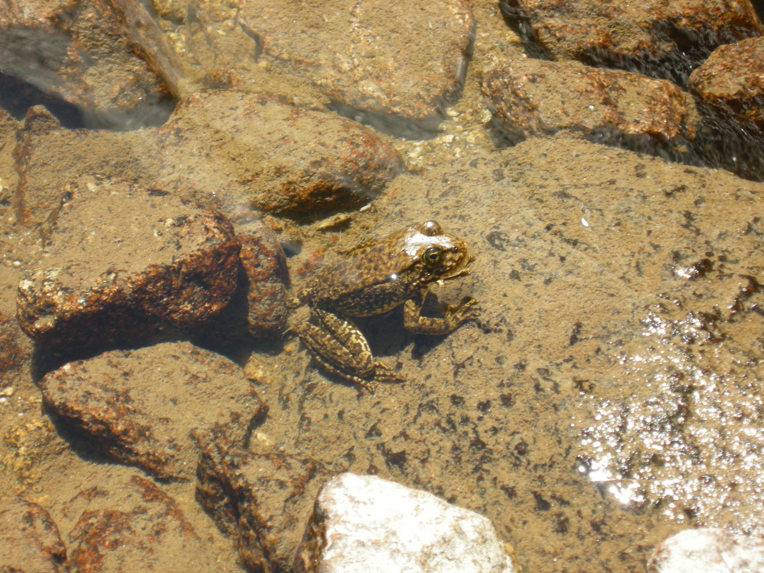 frog-sierra-pond
