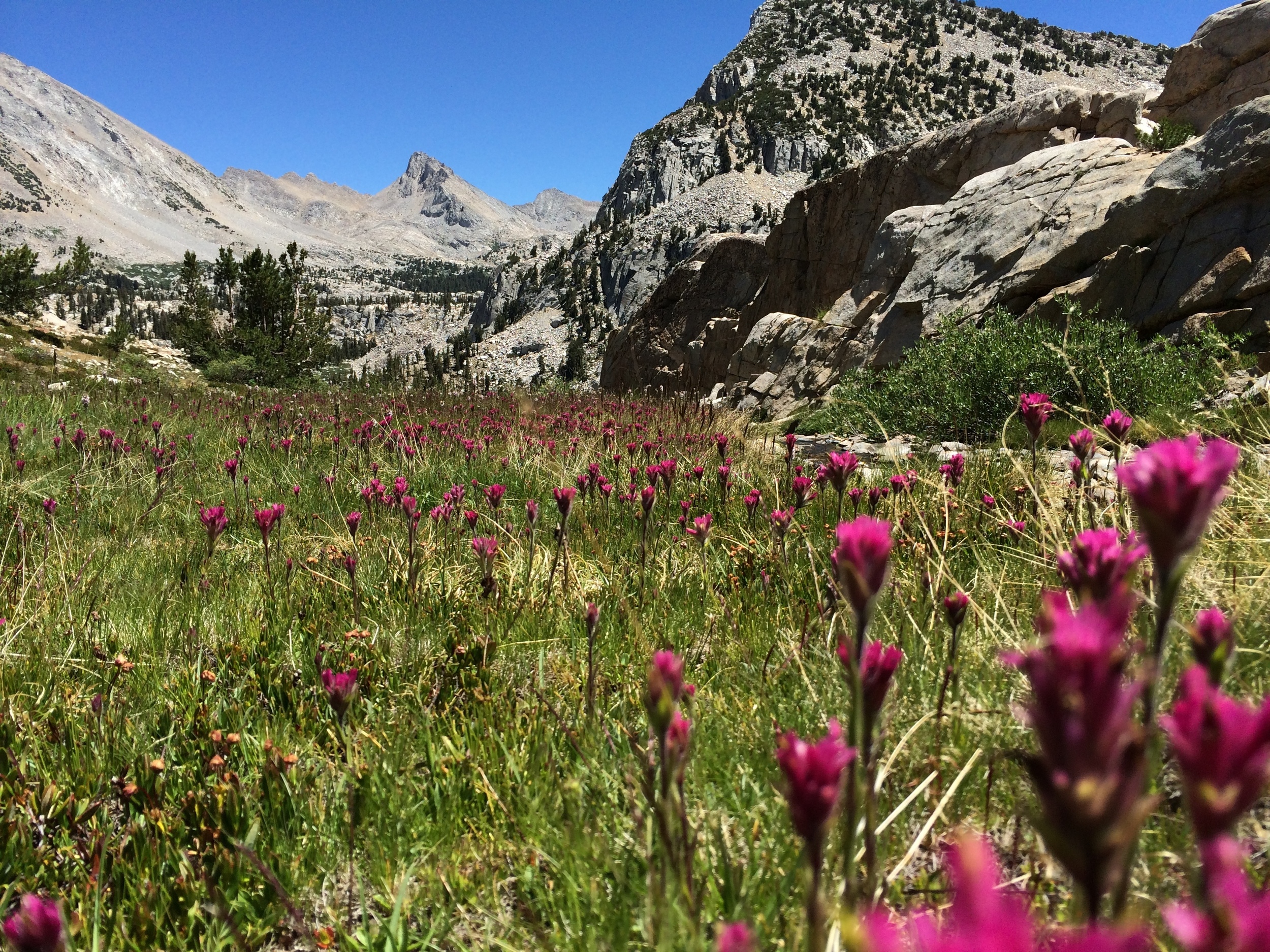 Sierra subspecies paintbrush