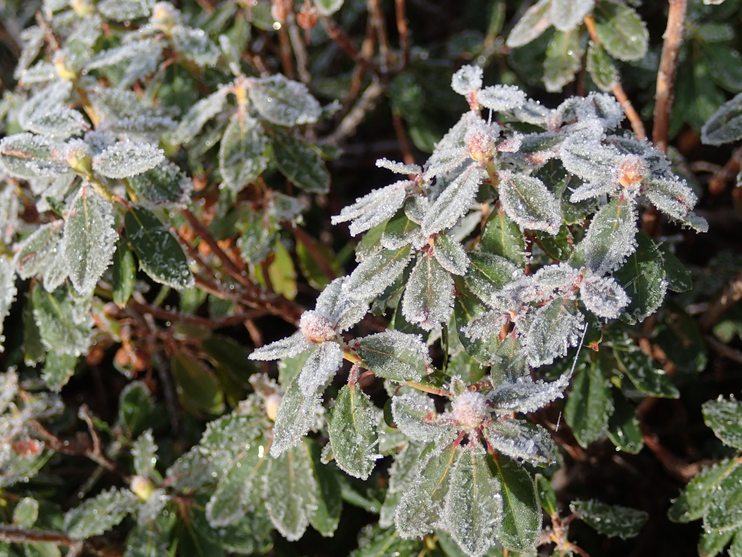 Frost on Sierra Rhododendron