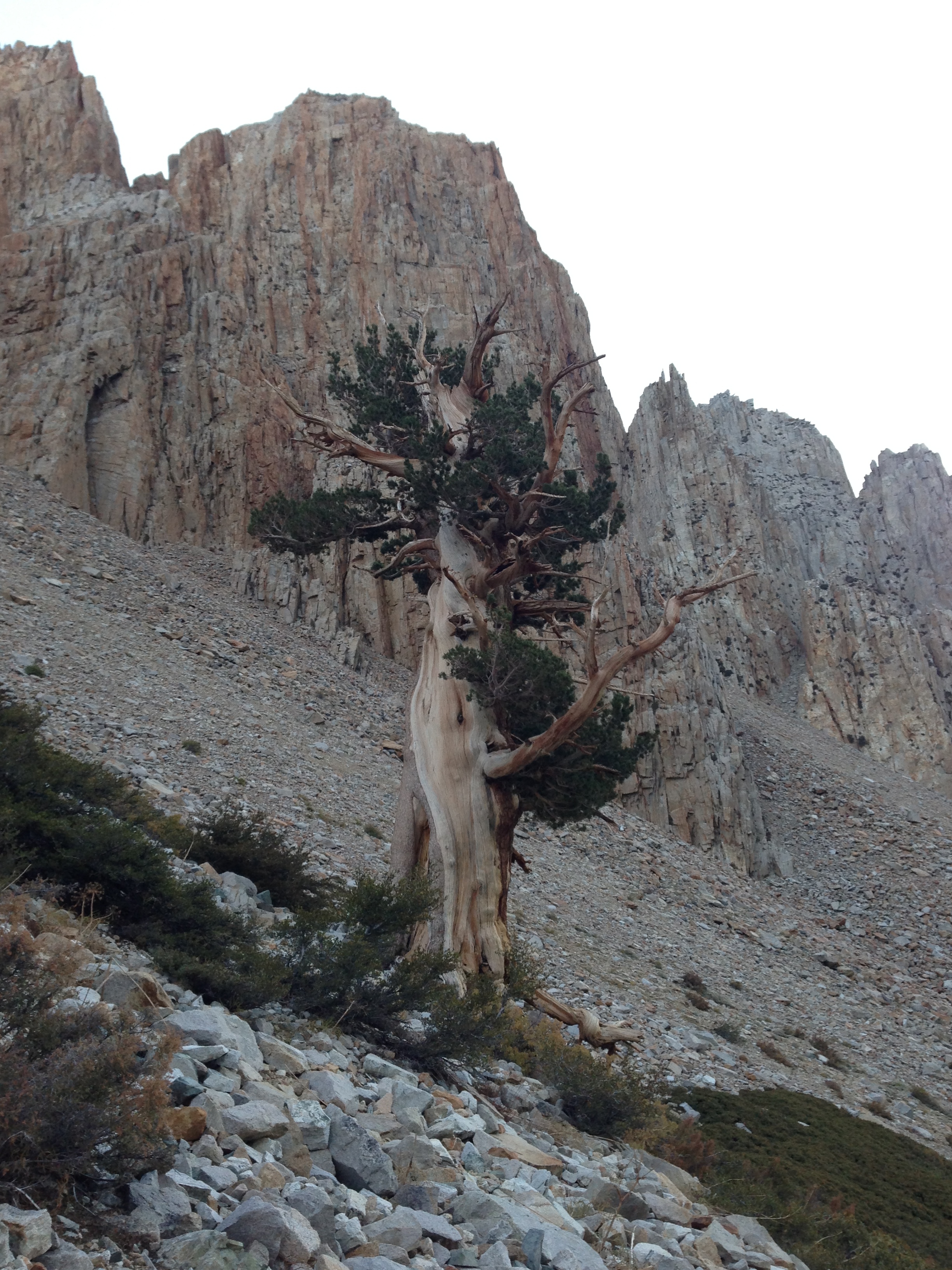 Day8 Ancient gnarled pine type3 closeup w crags warmer colors 10000 ft east side Taboose Creek Trail.JPG