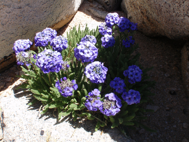Sky Pilot ( Polemonium eximium ) growing at around 13,500'