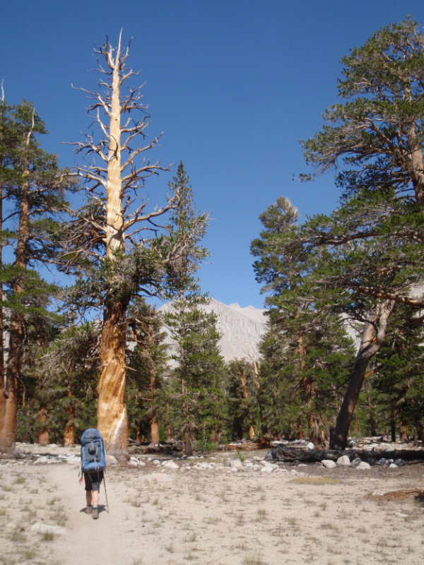 Cheri heads down the JMT towards Crabtree through a stand of lodgepole pine