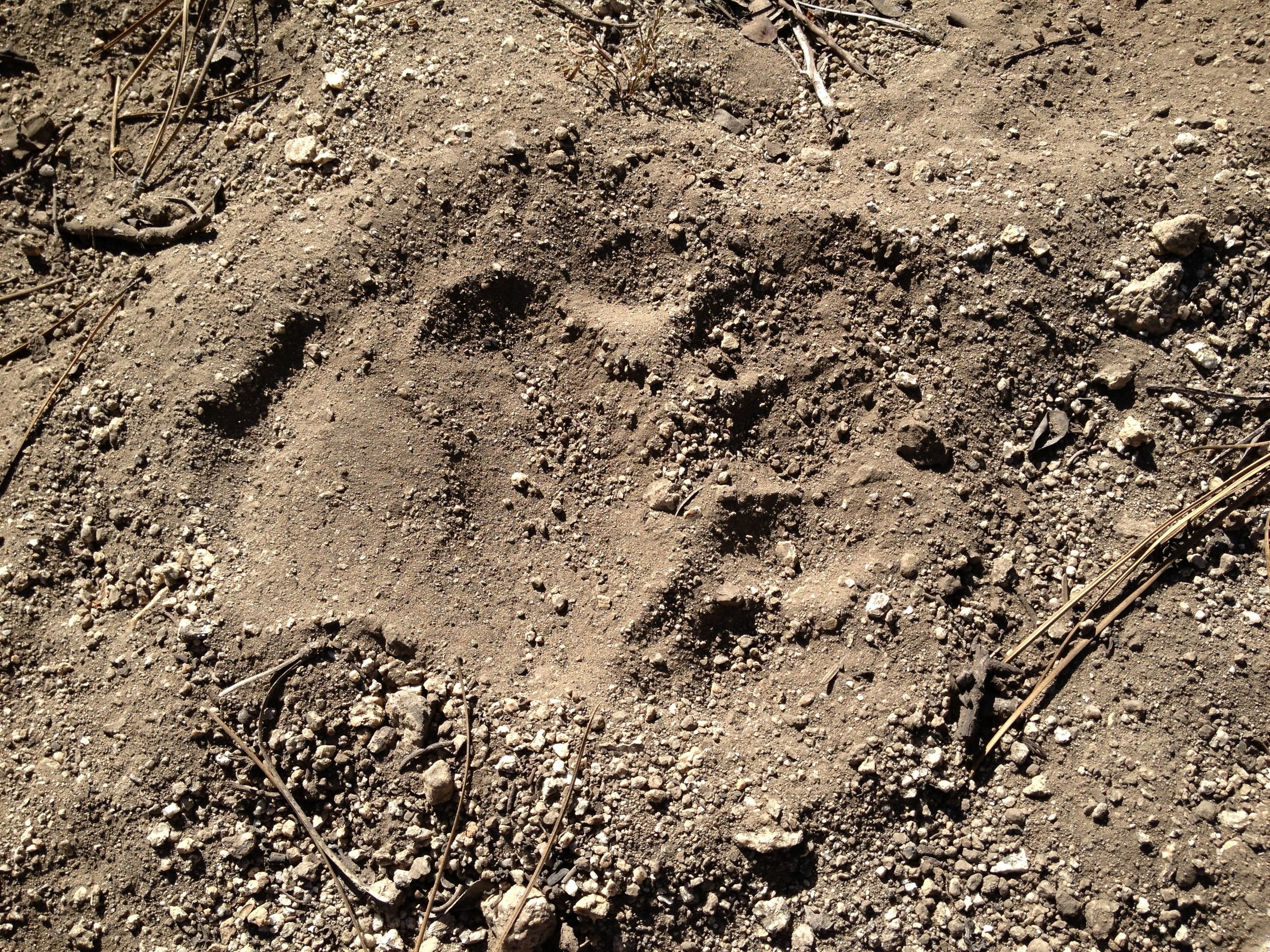 Day1 Bear paw print on Copper Creek Trail.JPG