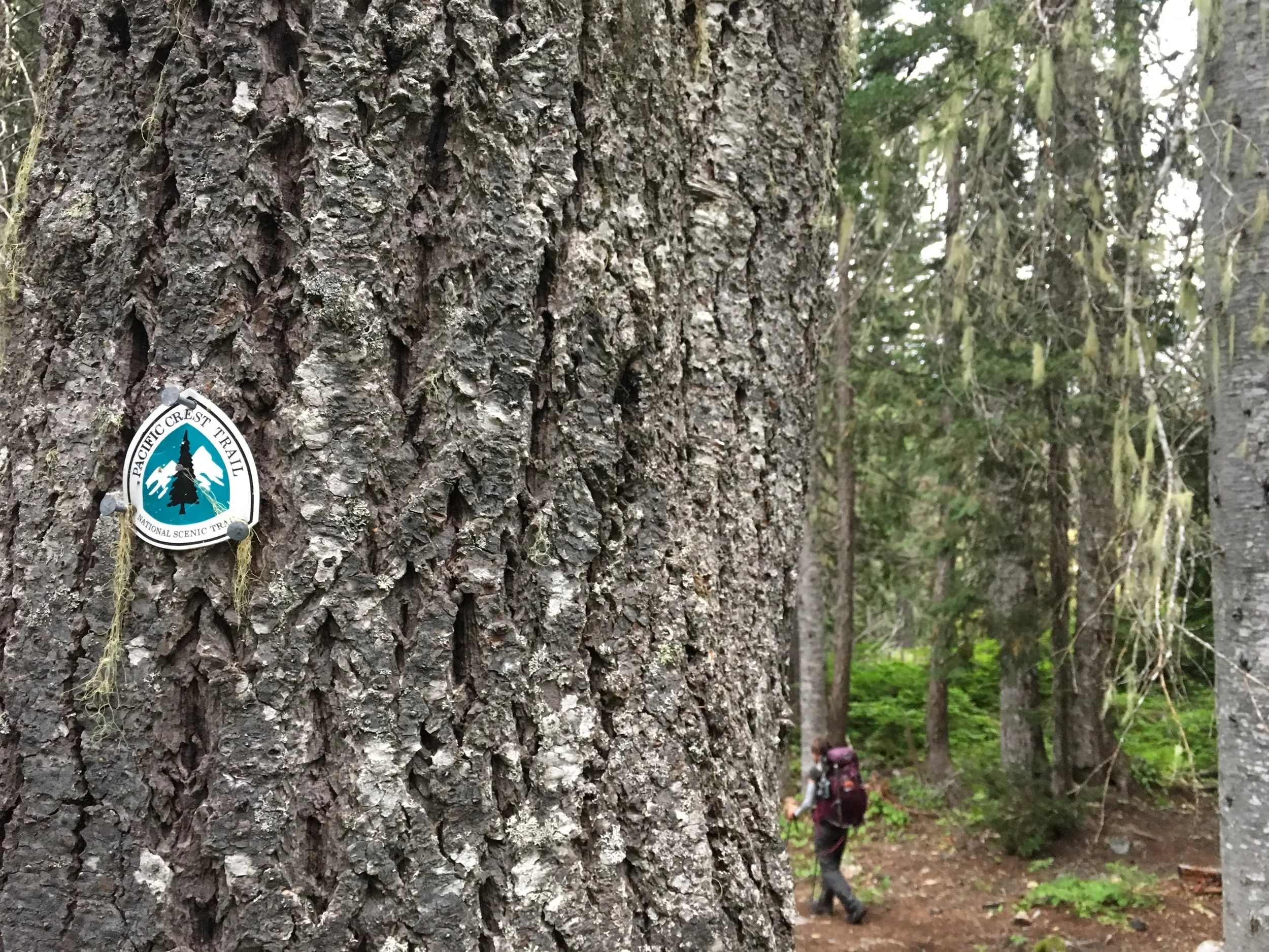 On the PCT... thru-hiker life (that's Cheri on the trail)
