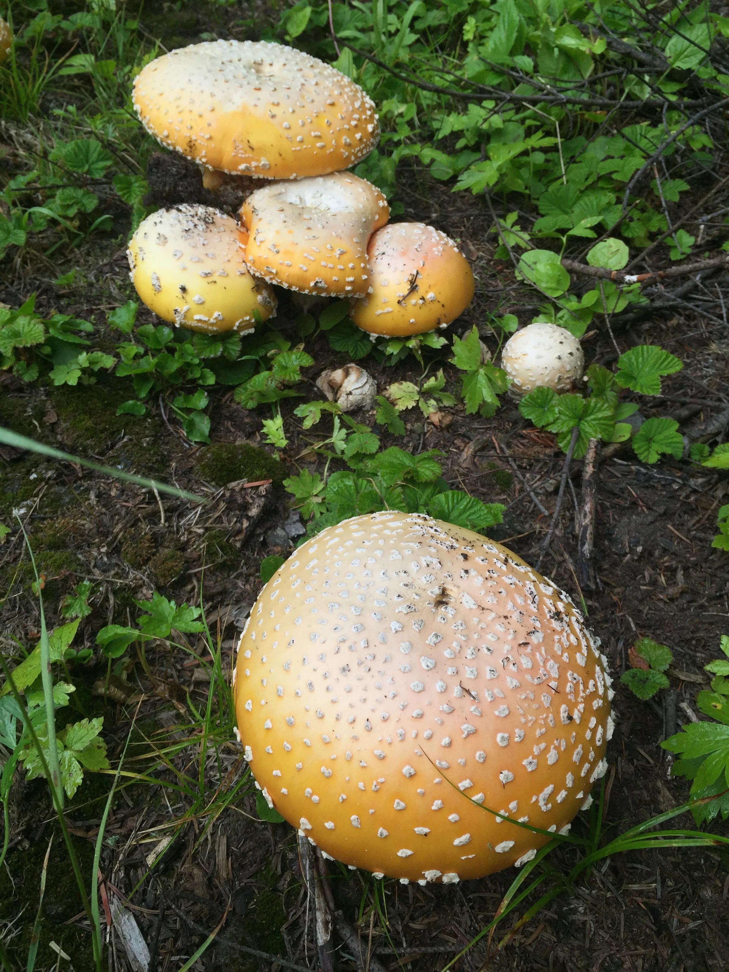 So many mushrooms in WA, whether in managed or natural forest