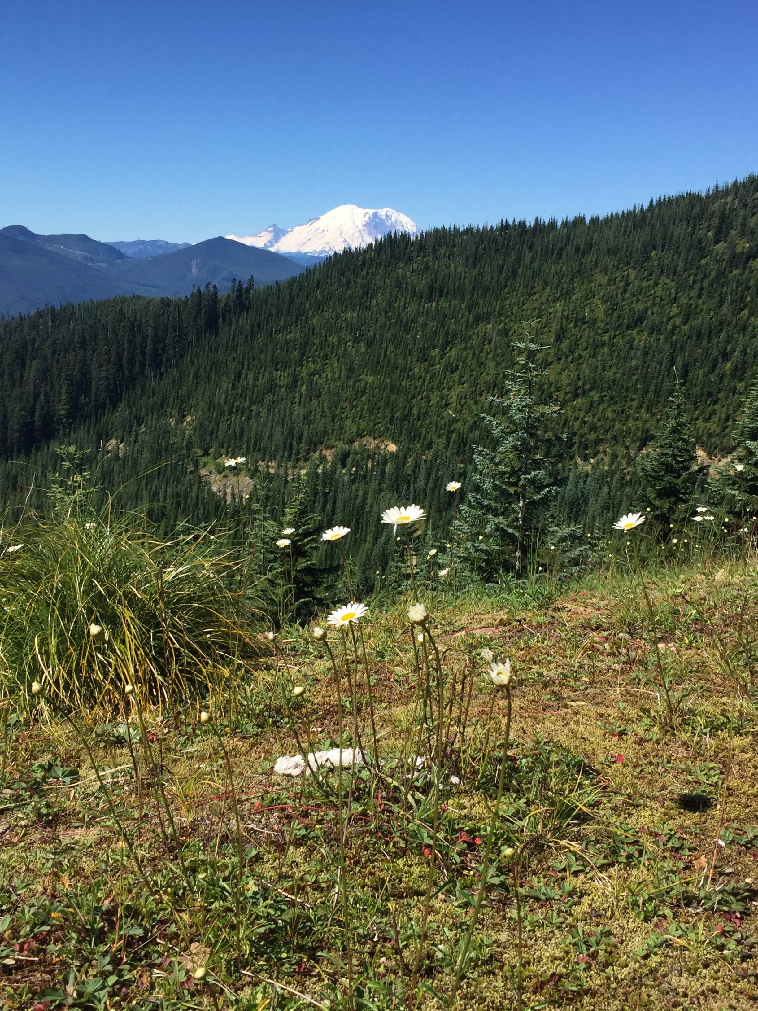 Mt. Rainier pops up around every other turn