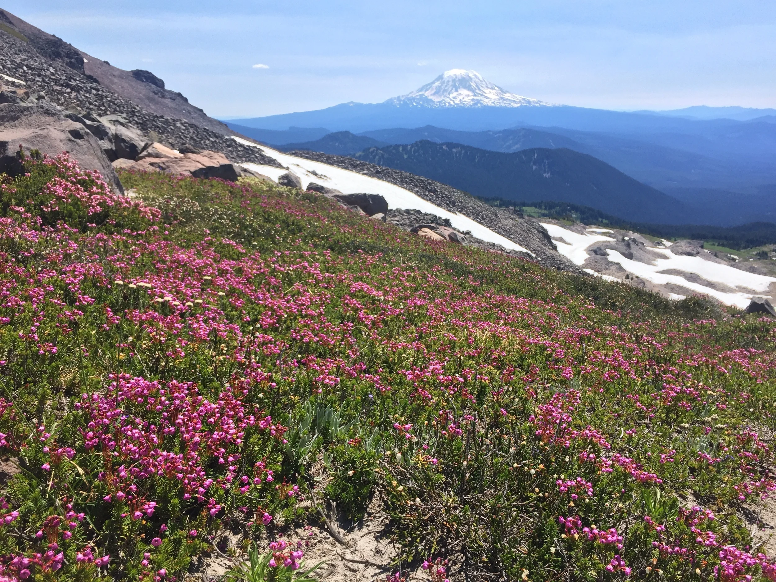 Mt Adams across a heather-covered slope, just below our first large snowfield