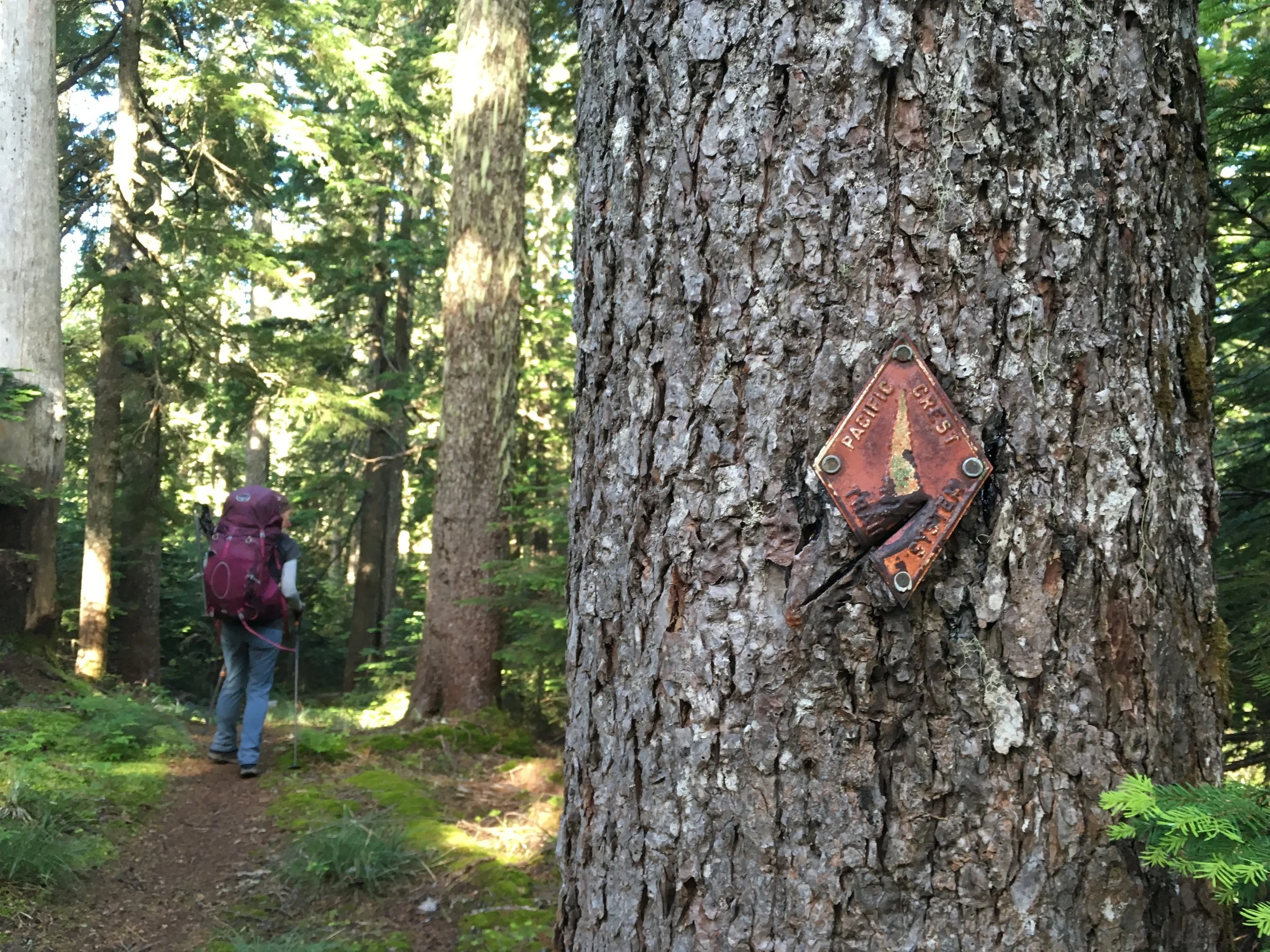 Weathered PCT sign in the forest.