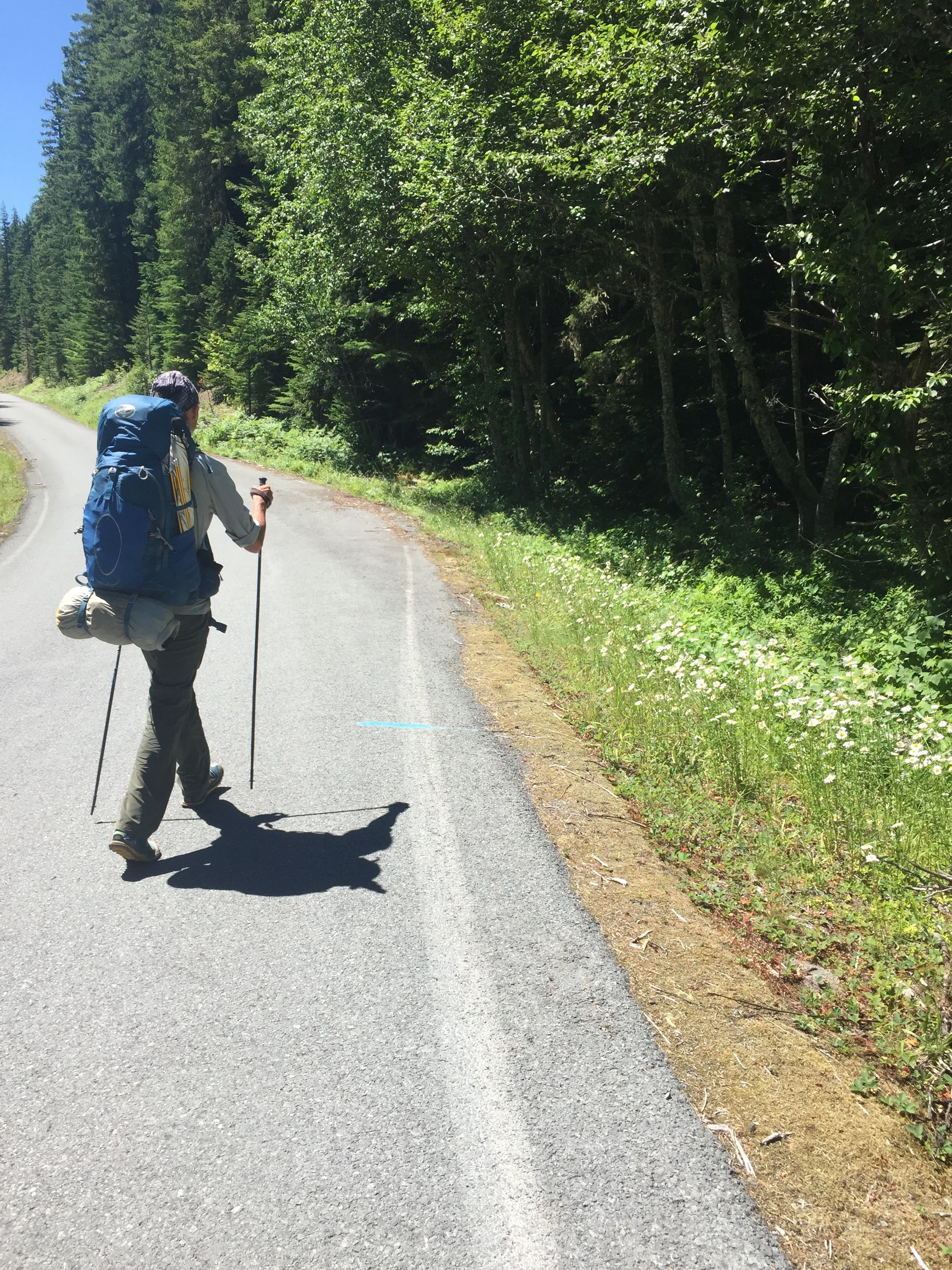 Sometimes the PCT crosses roads. This one had plenty of roadside flowers.