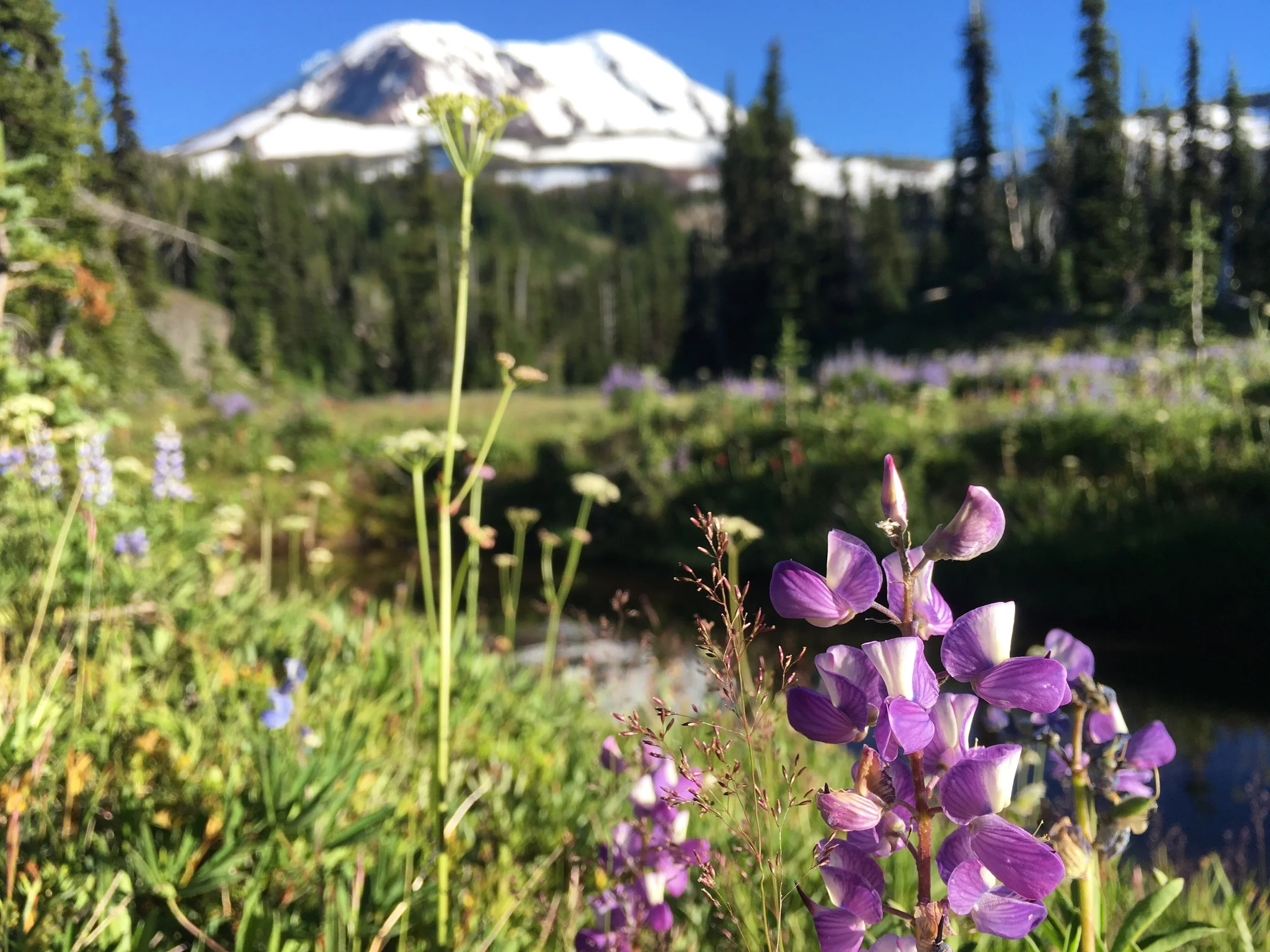 Lupine at Killen Creek with Mt Adams