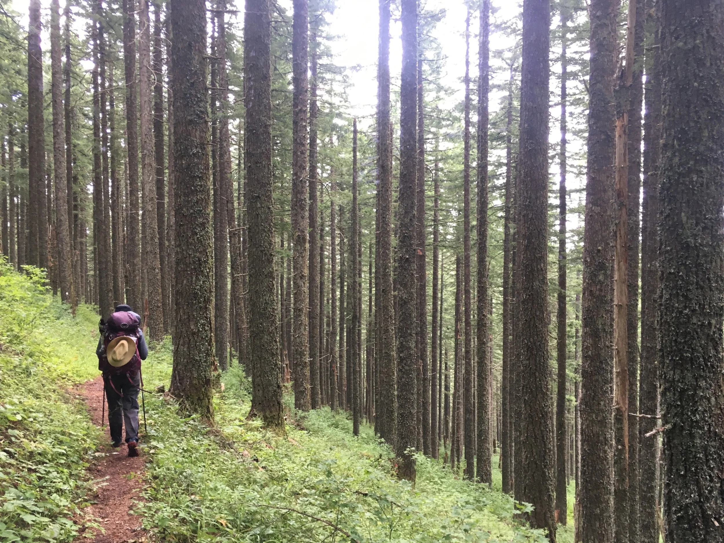 The aggressive fog of Big Huckleberry Mountain