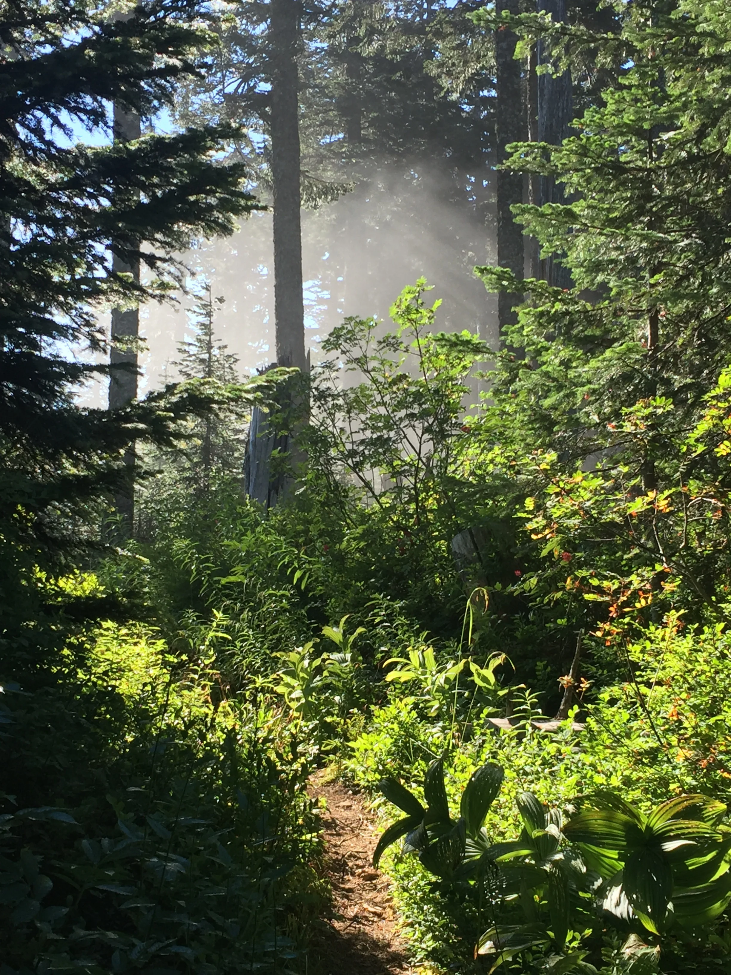 Misty morning forest