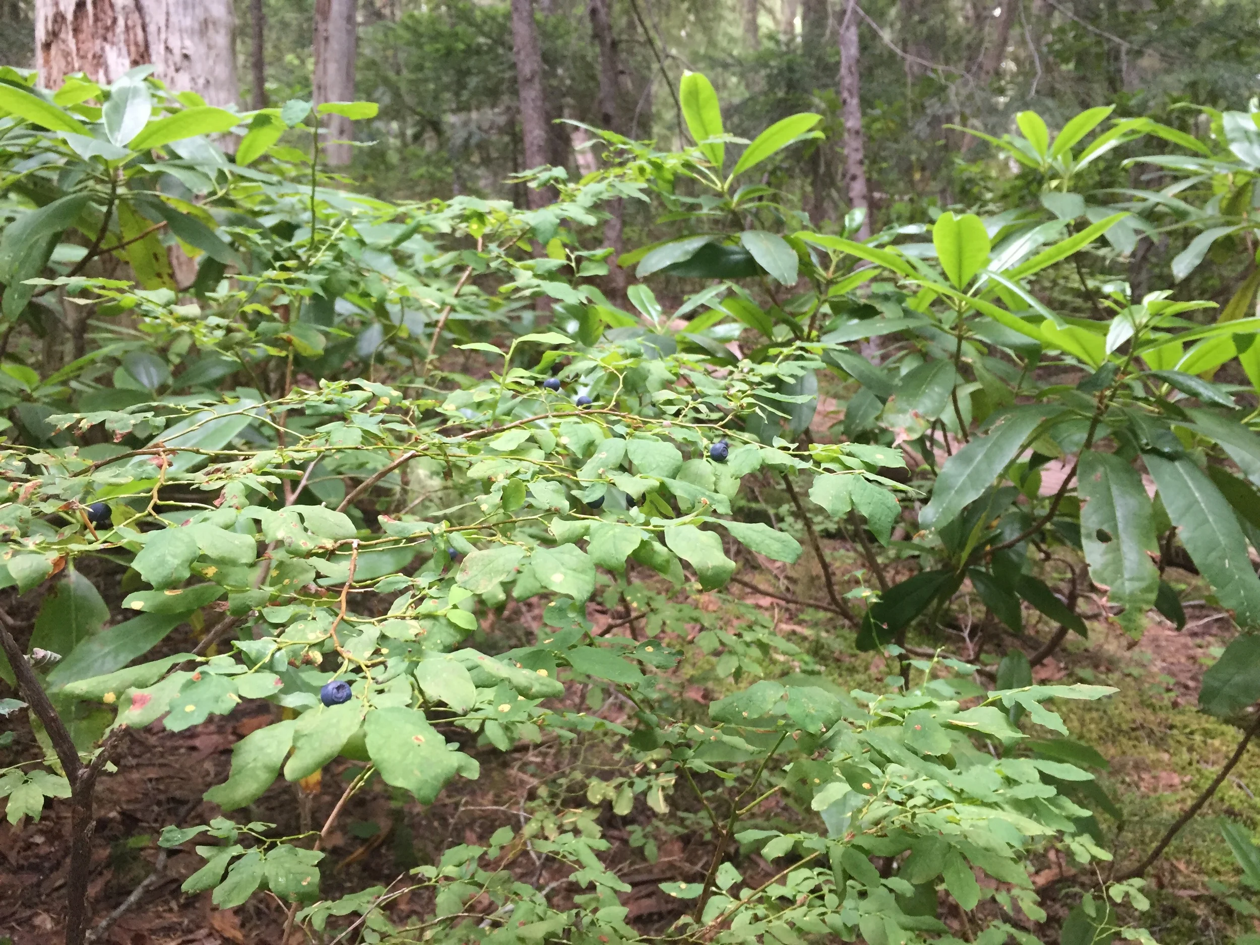 Broad-leaf rhododendron and cedar forest
