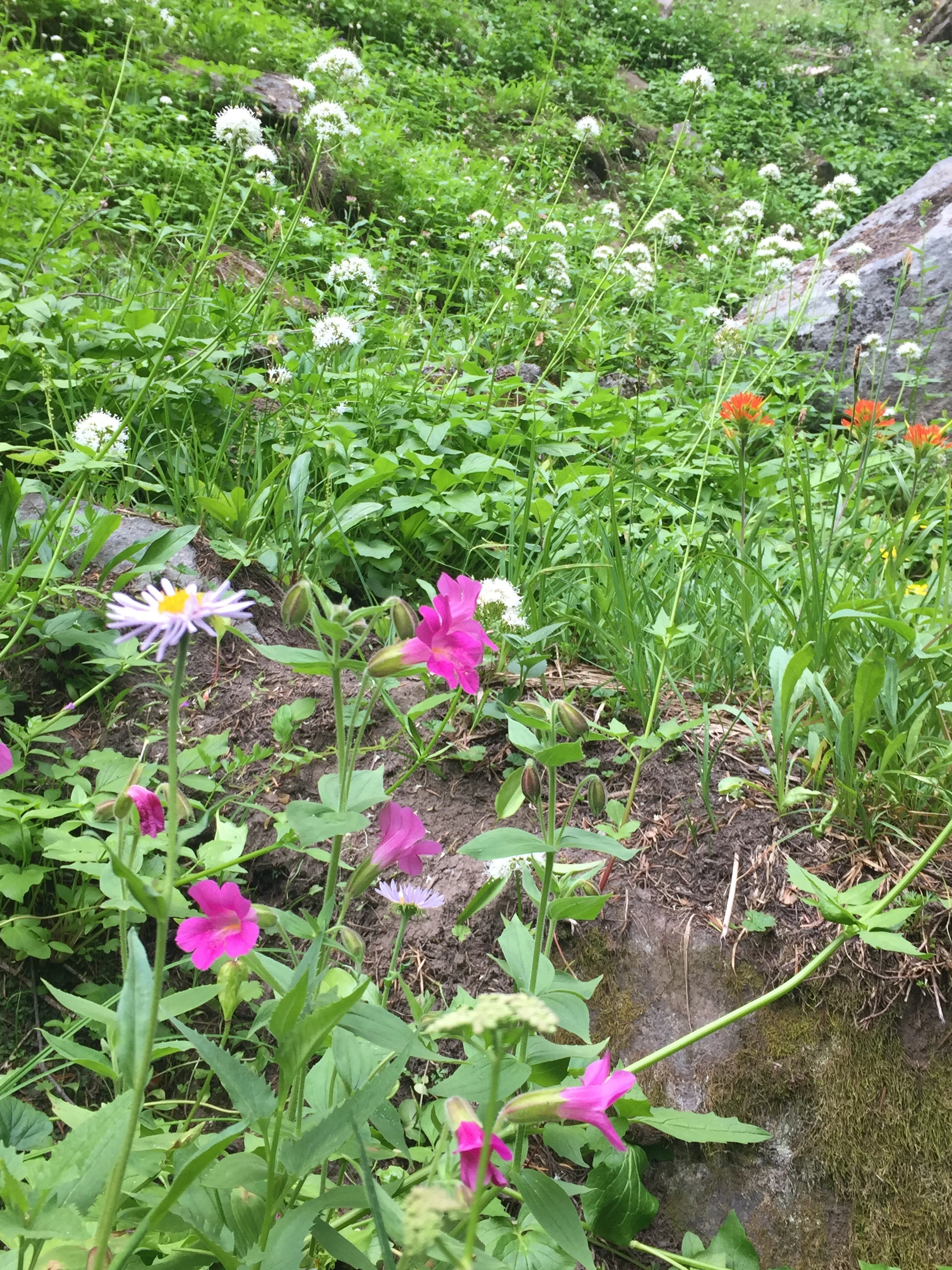 Yep, there are still wildflowers