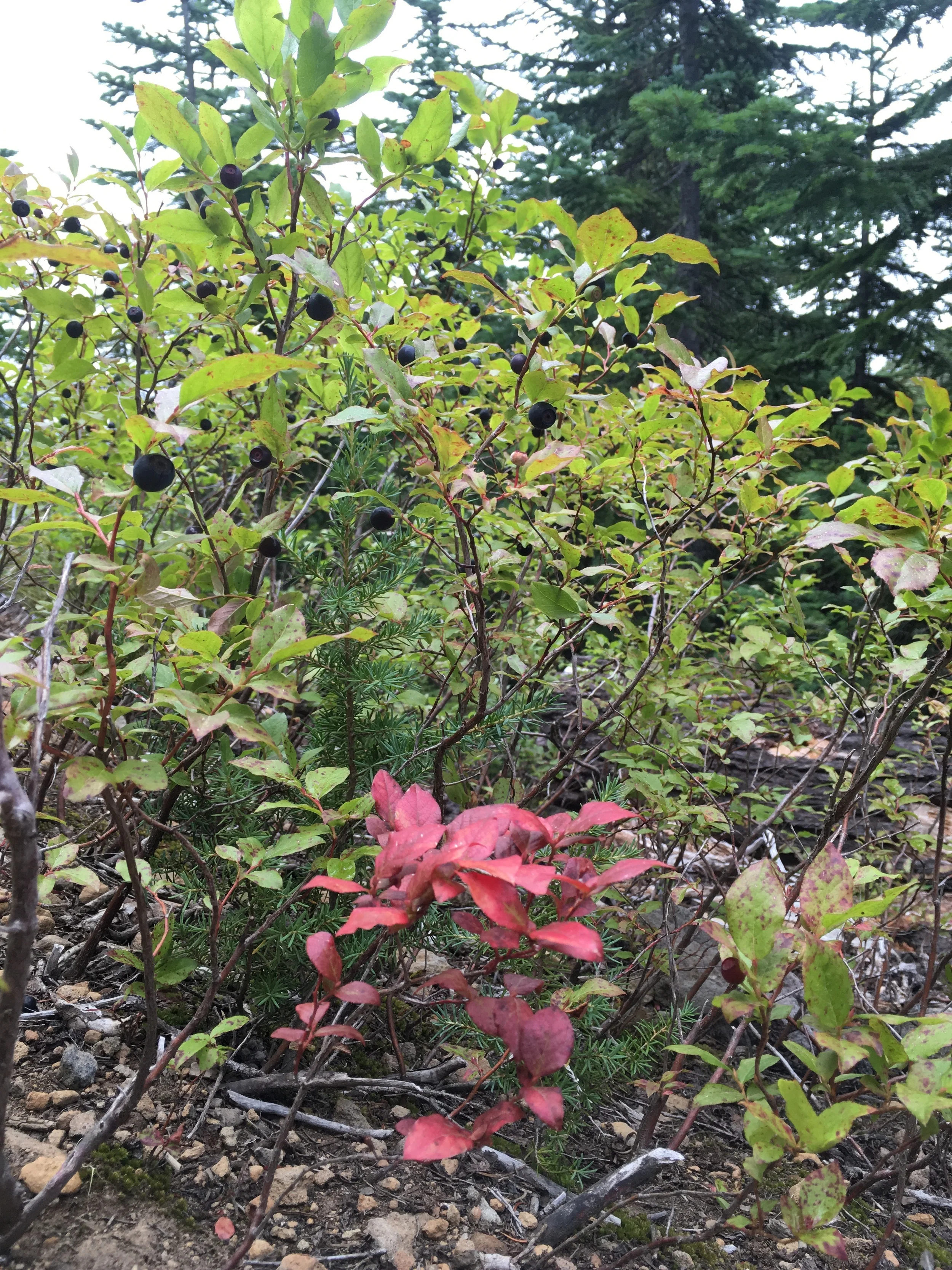 Huckleberries! aka trail snacks along our Pinhead Butte traverse.