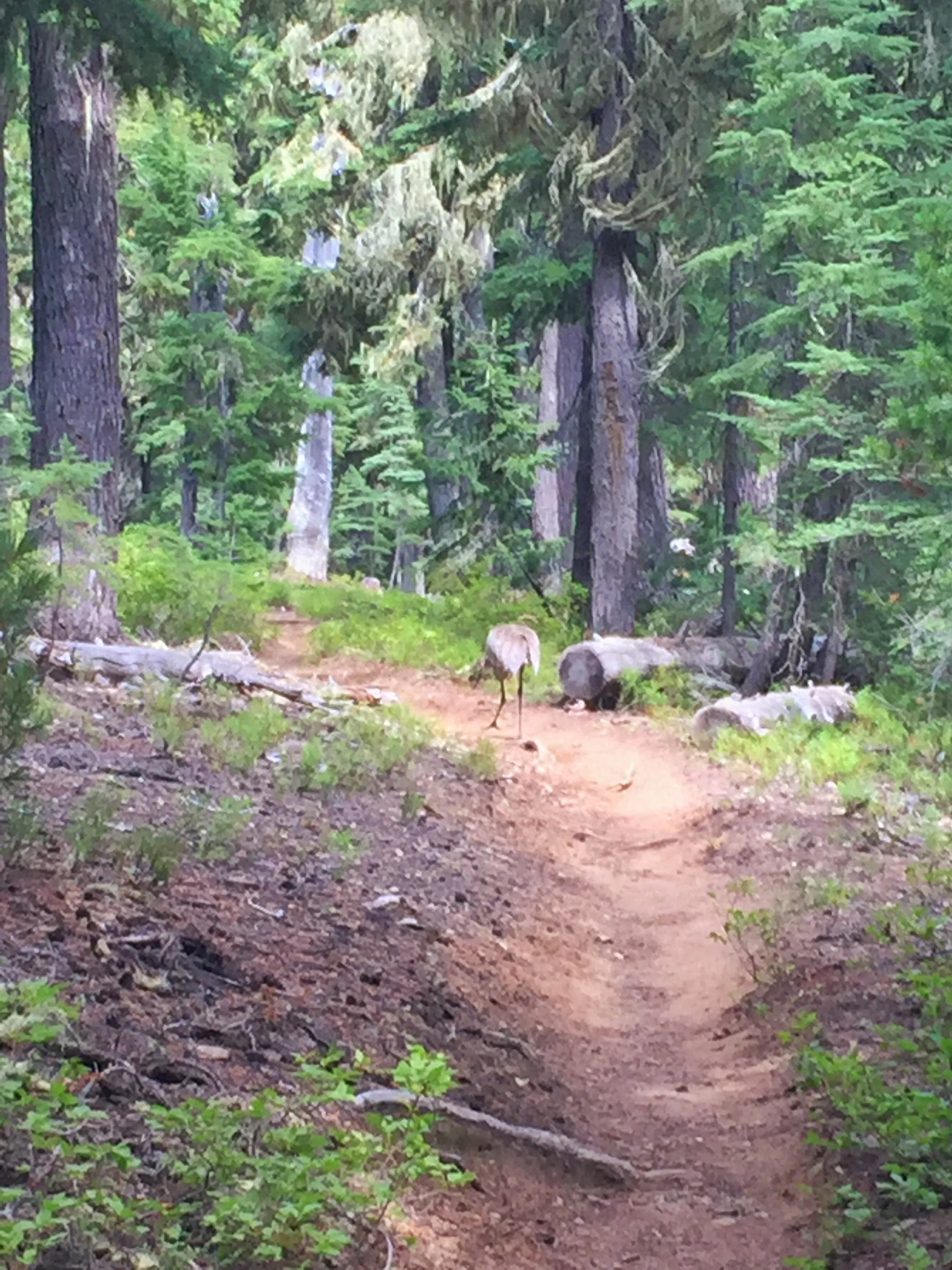 Something big on the trail in front of us. (Not an Emu)