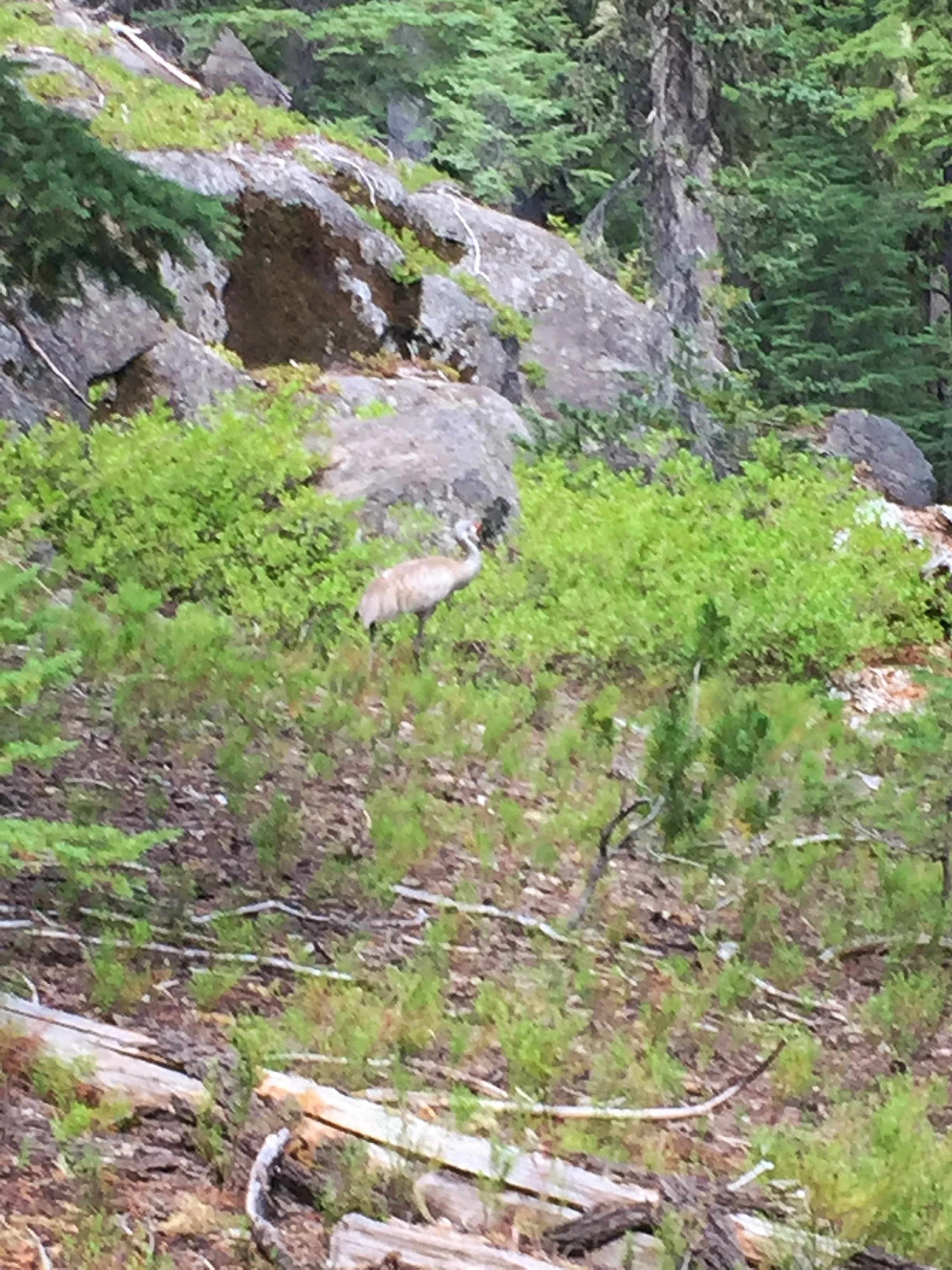 I wish I had a better picture of this stately Sandhill Crane