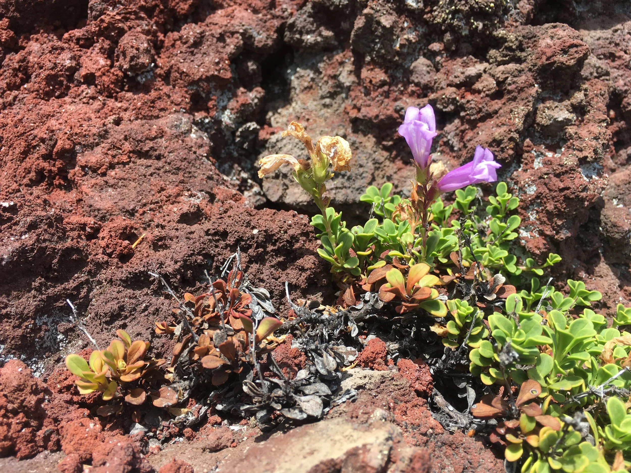 Red lava and purple penstemon