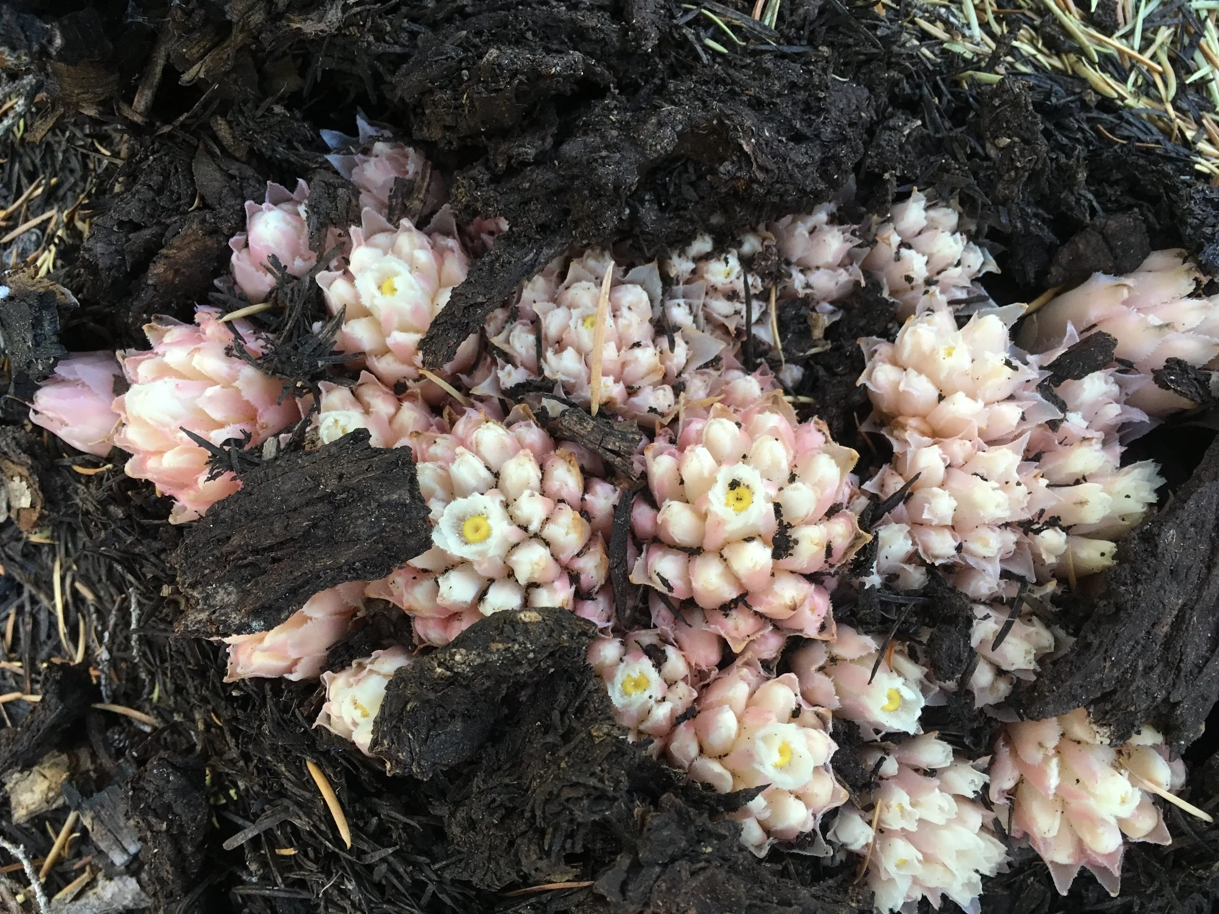 Snow plants emerging from the dry forest duff.