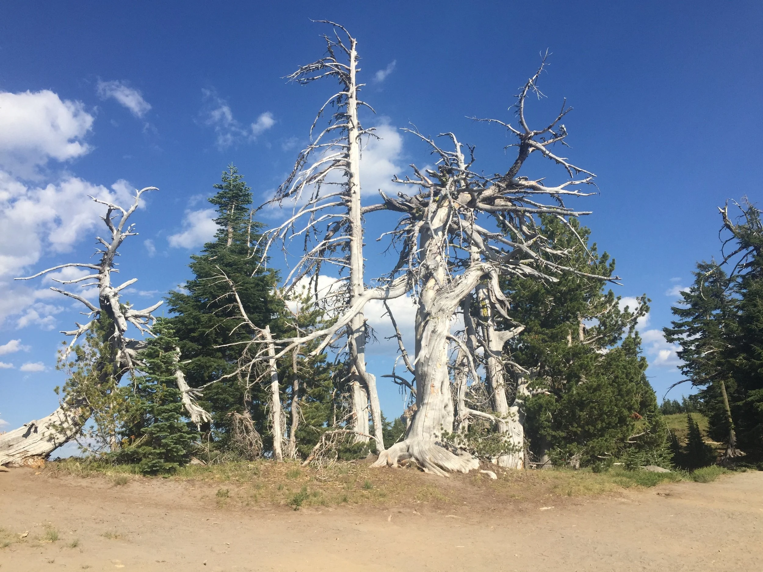 Ancient trees line the west rim of Crater Lake and are nearly as stunning as the water itself
