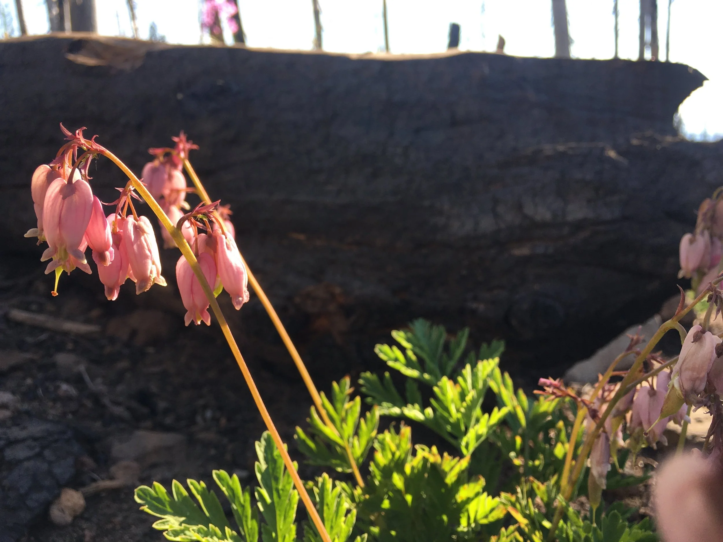 Every burn zone in OR has had bleeding hearts blooming in the harsh dry conditions. Yet, at plant nurseries it's sold as a water loving shade tolerant plant. Hmmm...