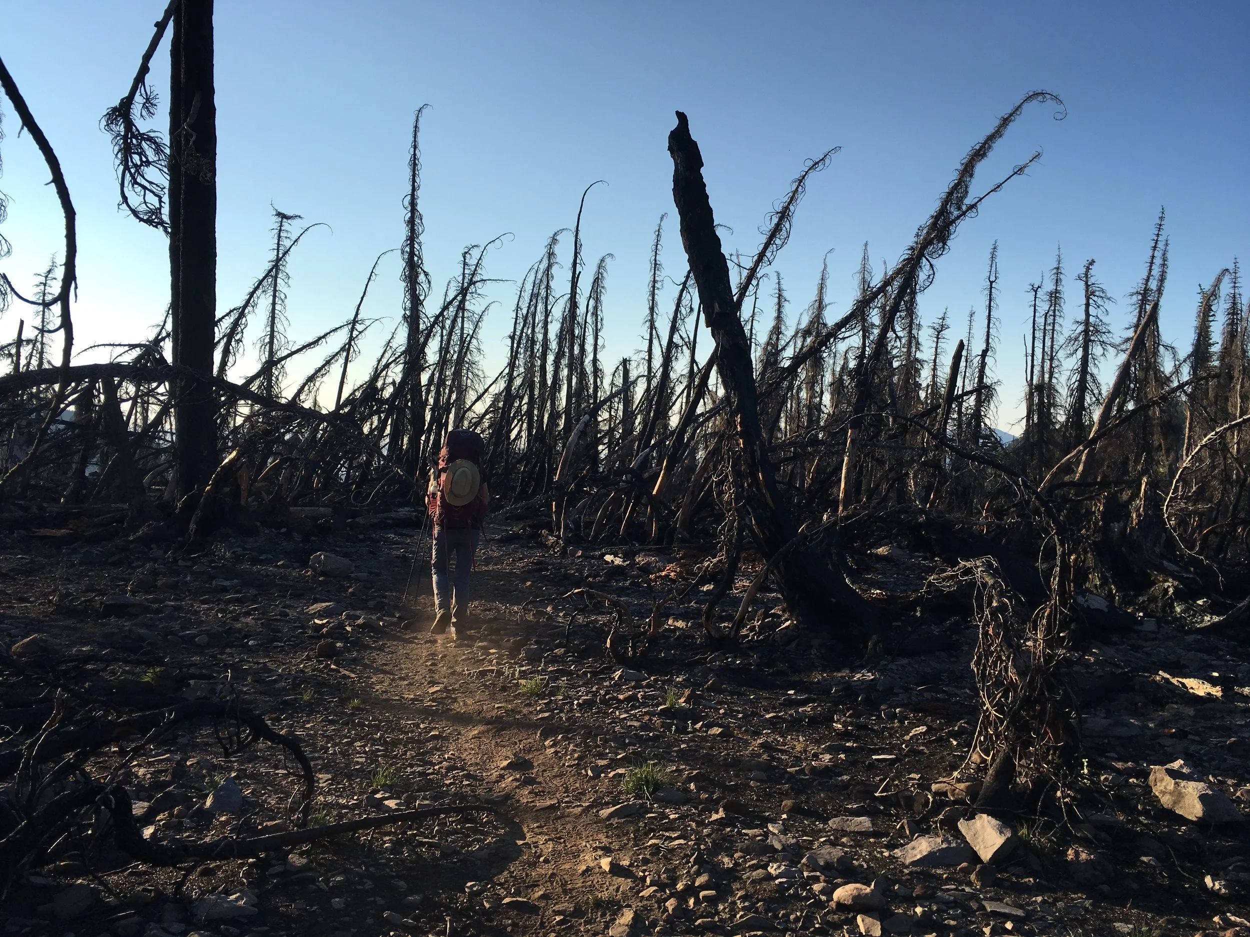 Huckleberry walking through the newer burn zone. May these ghosts be patient as they wait.