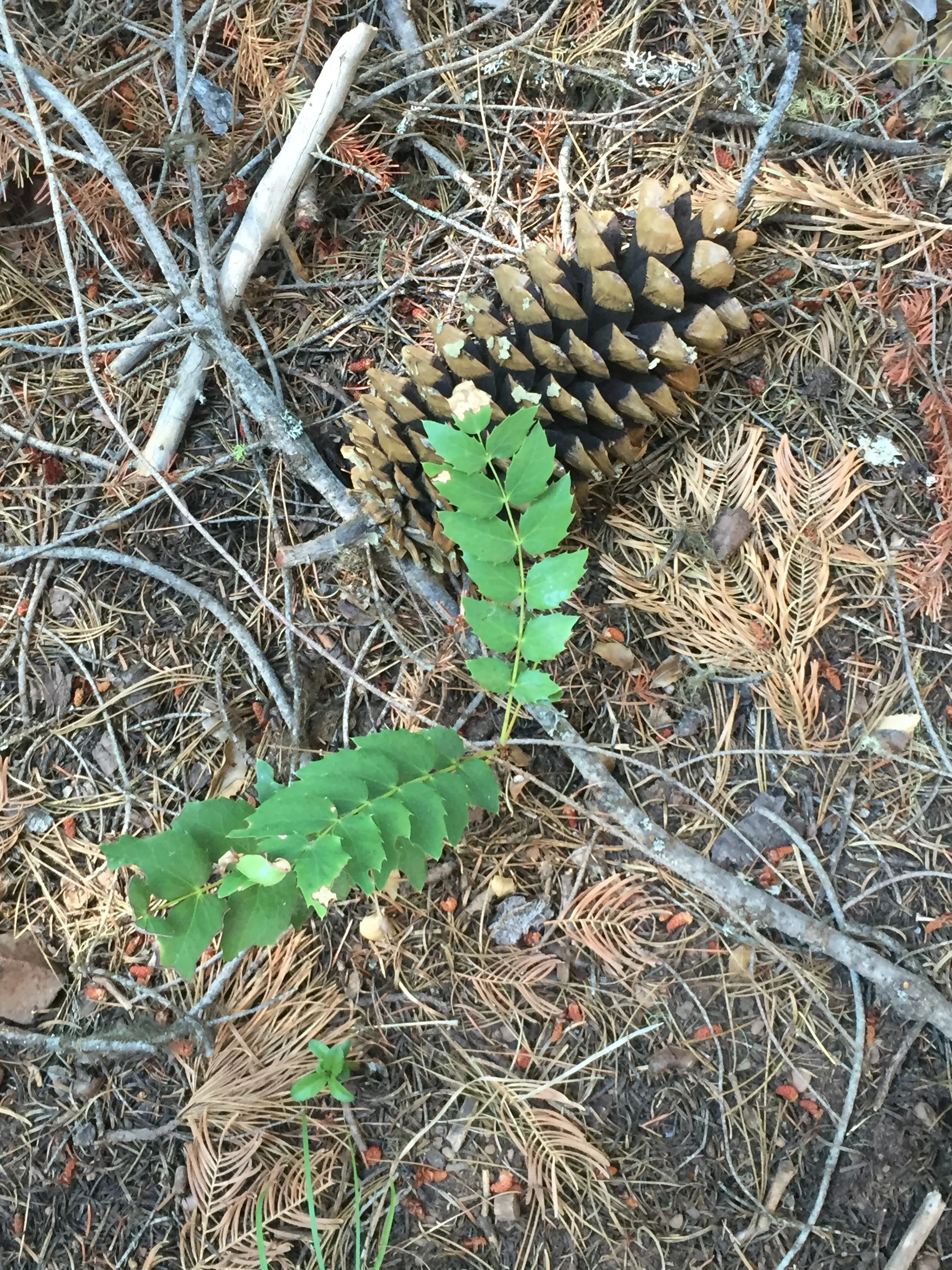 Oregon Grape and sugar pines overlap as we drop in elevation