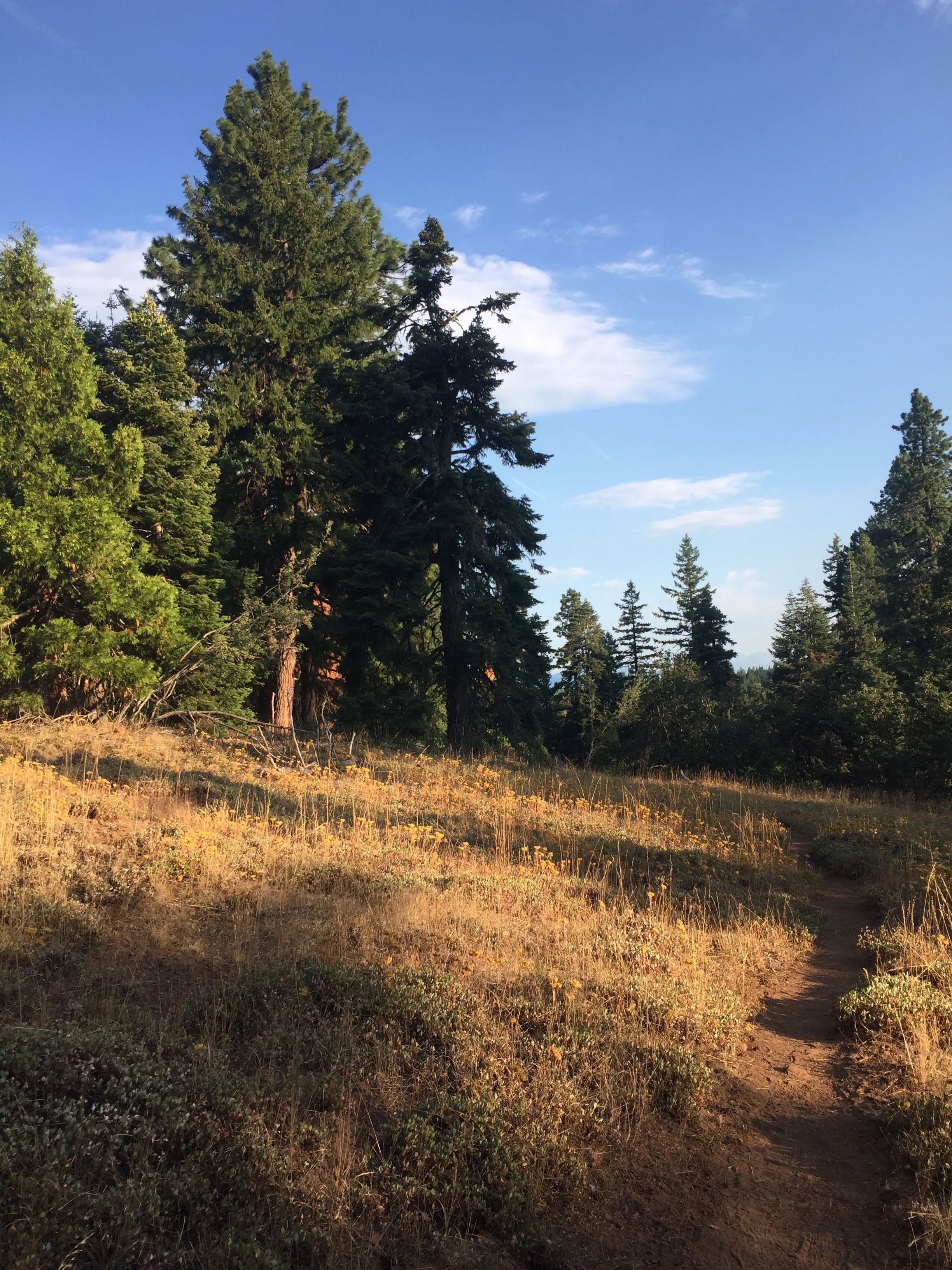 Evening golden hour on the hill above Hyatt Lake