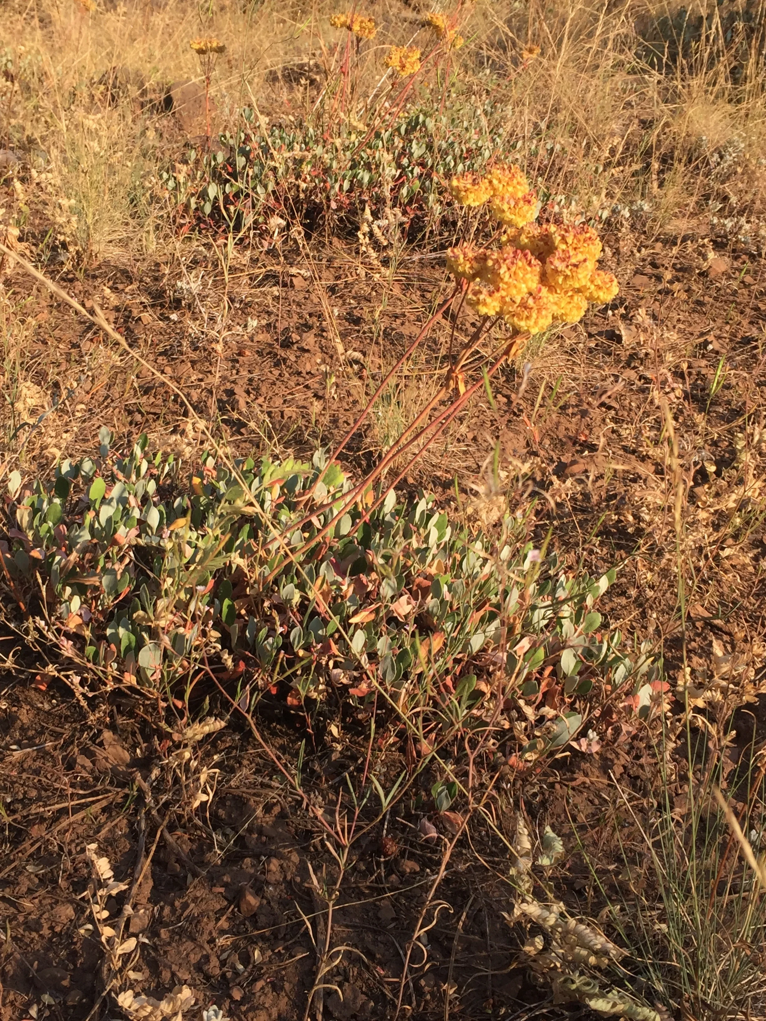 The wildflowers are arid varieties and blend in with the dry grasses but shine in golden hour light