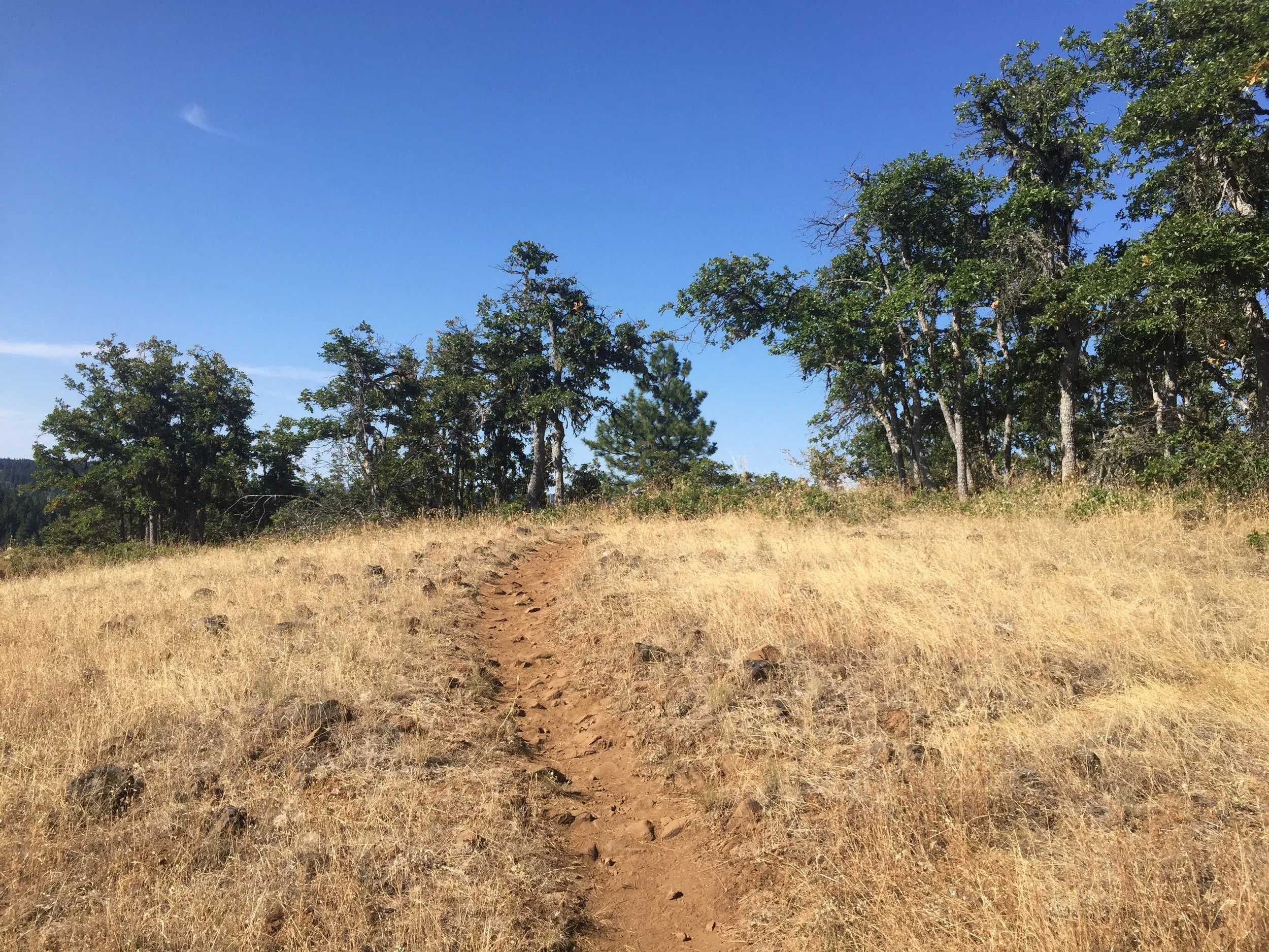An oak-studded knoll before we hit the Soda Mountain Wilderness