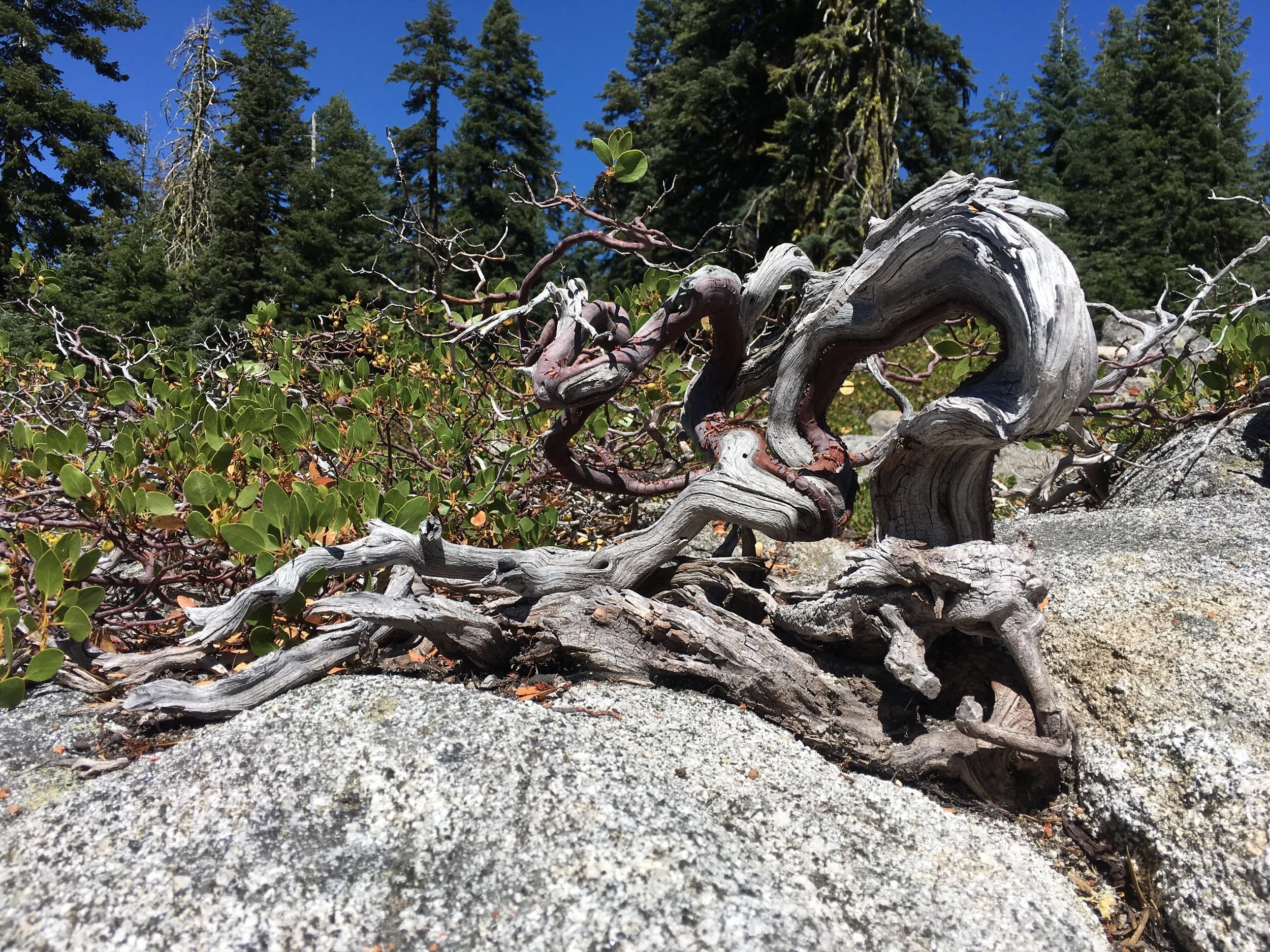 Granite and manzanita almost feel we're back home.
