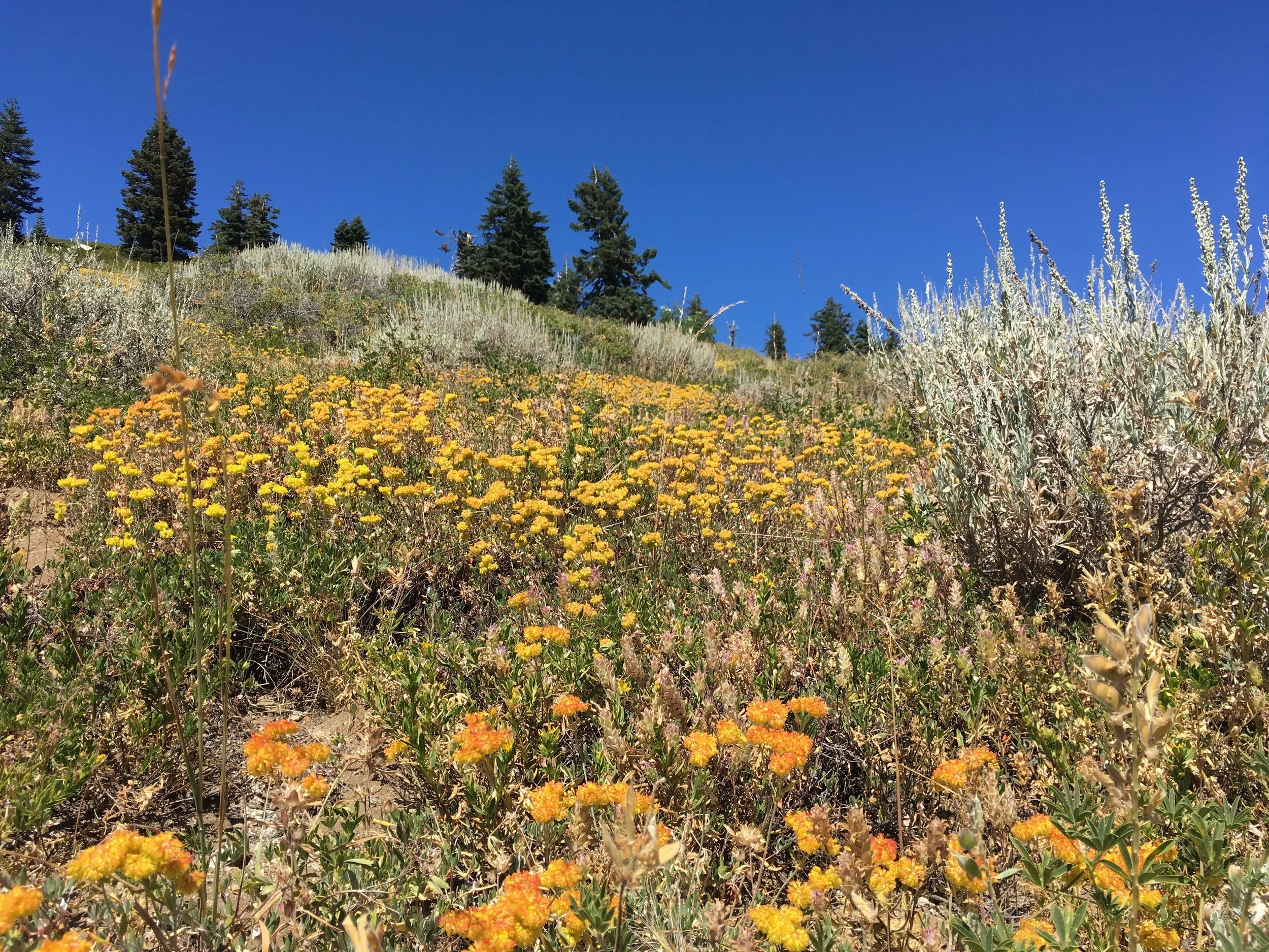 Buckwheat and other wildflowers blanket the meadows.
