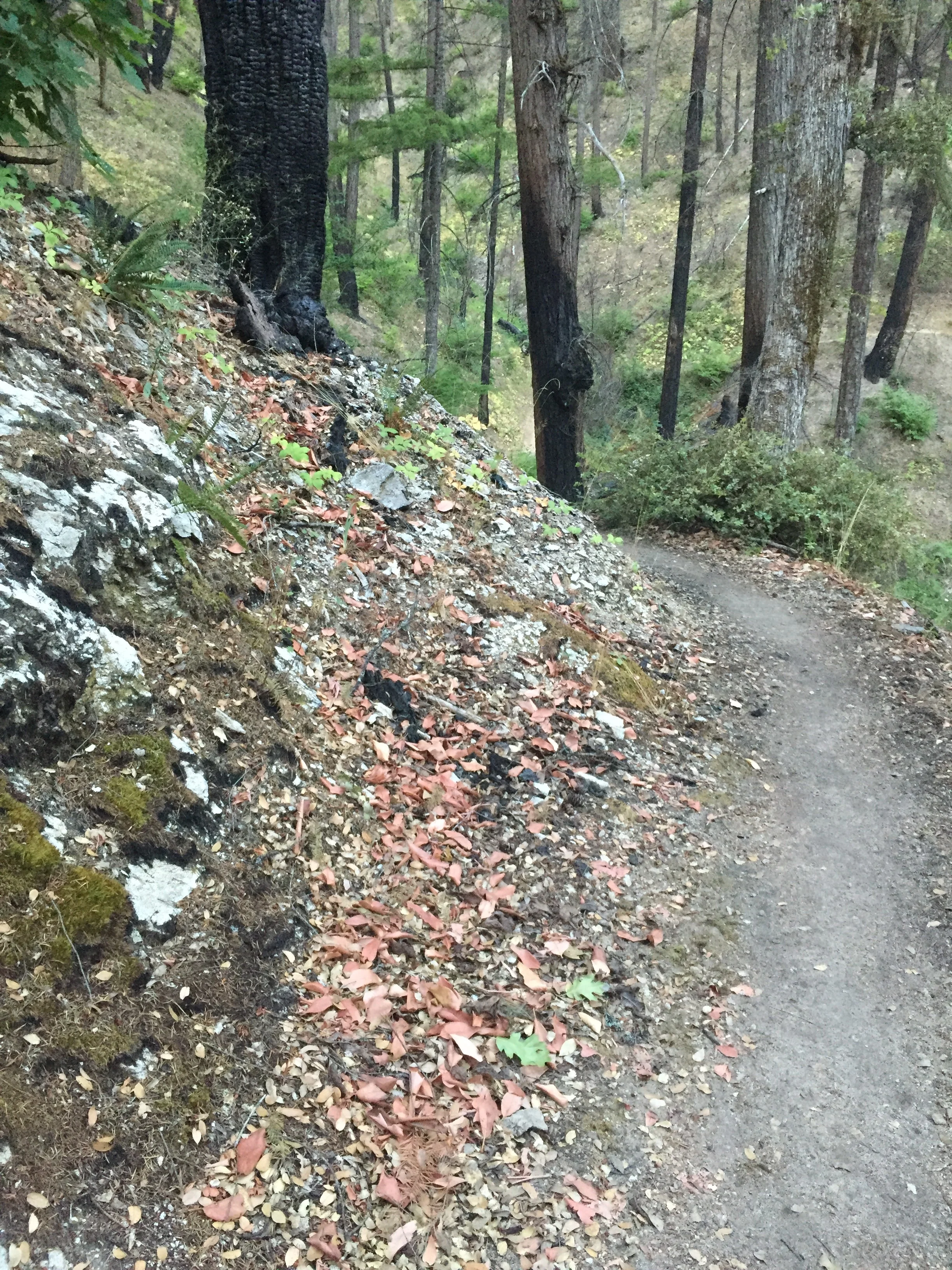The trail as we started our climb from Grider Creek Campground