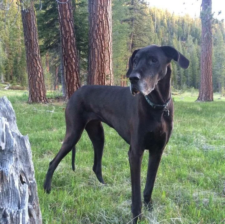 Sula in her meadow on our last camping trip with her. Waiting for some pizza, no doubt.