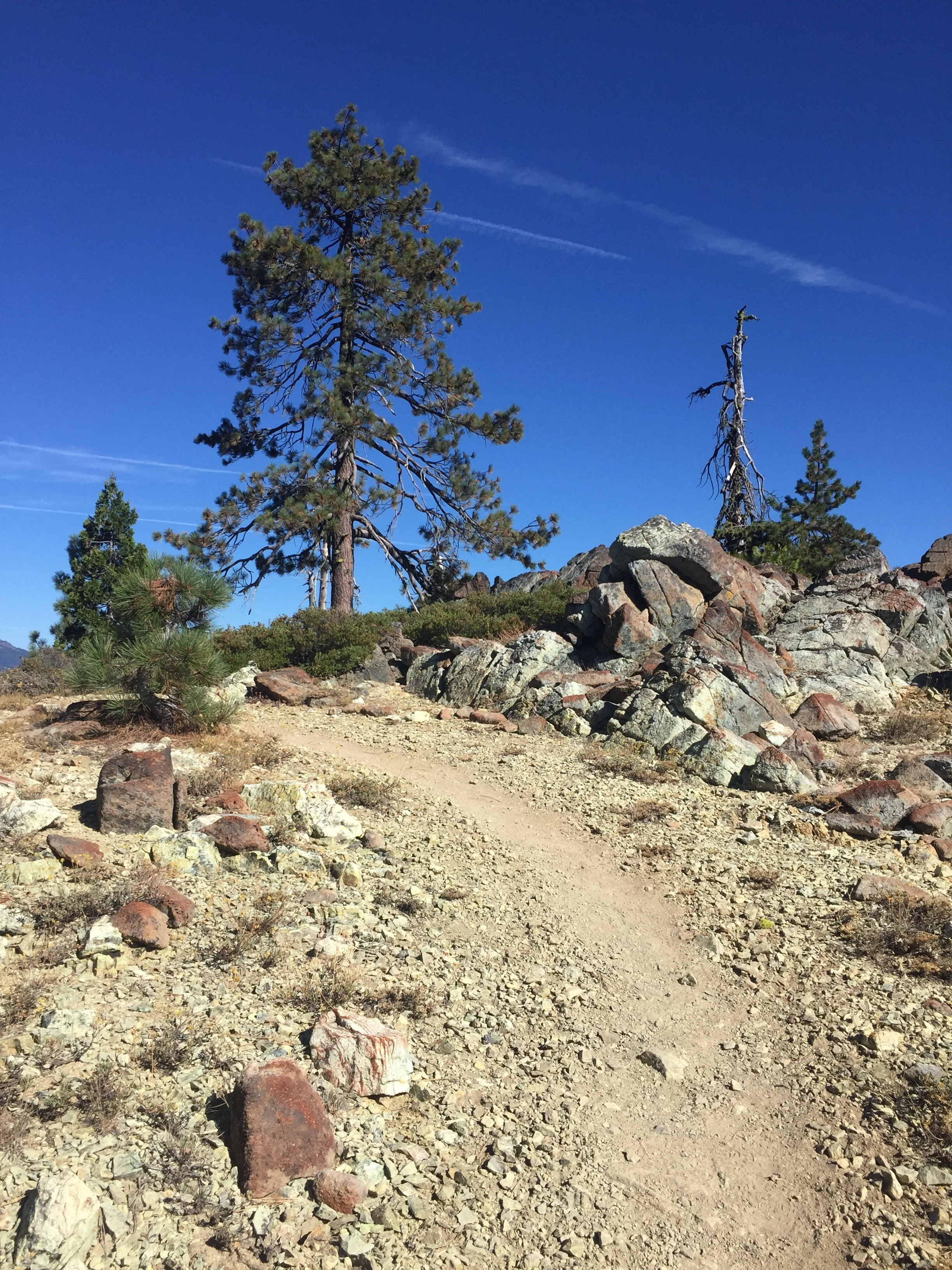 Dry, sure, but dramatic too. The trail climbs after leaving Hwy 3 at Scott Mountain Summit. Tall Jeffrey Pine ahead.